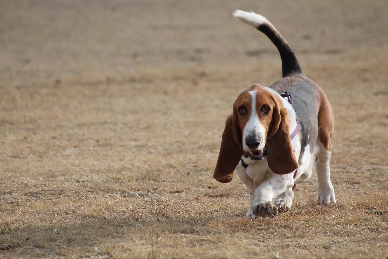 באסט האונד – Basset Hound