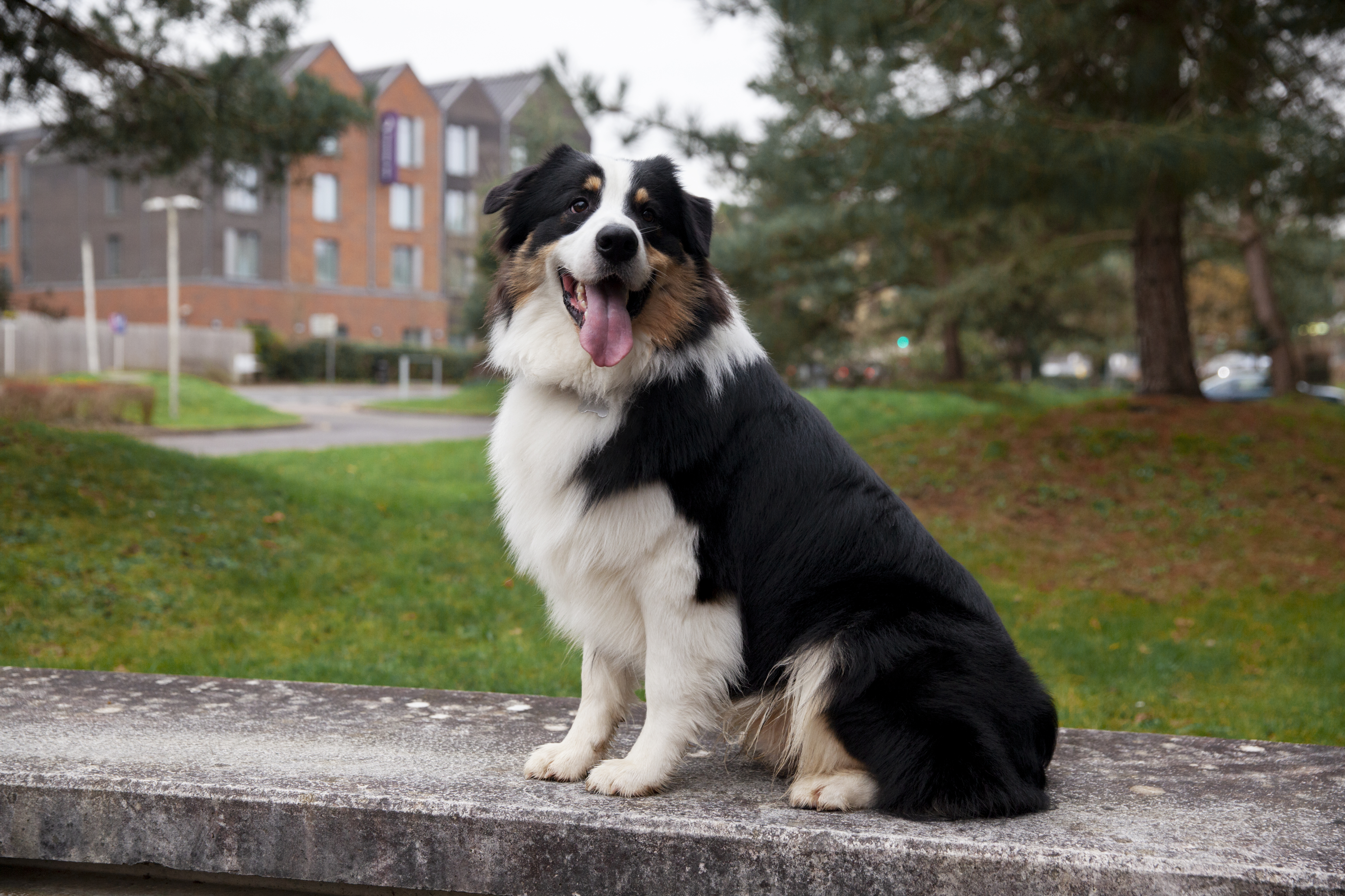 כלב רועים אנגלי – English Shepherd