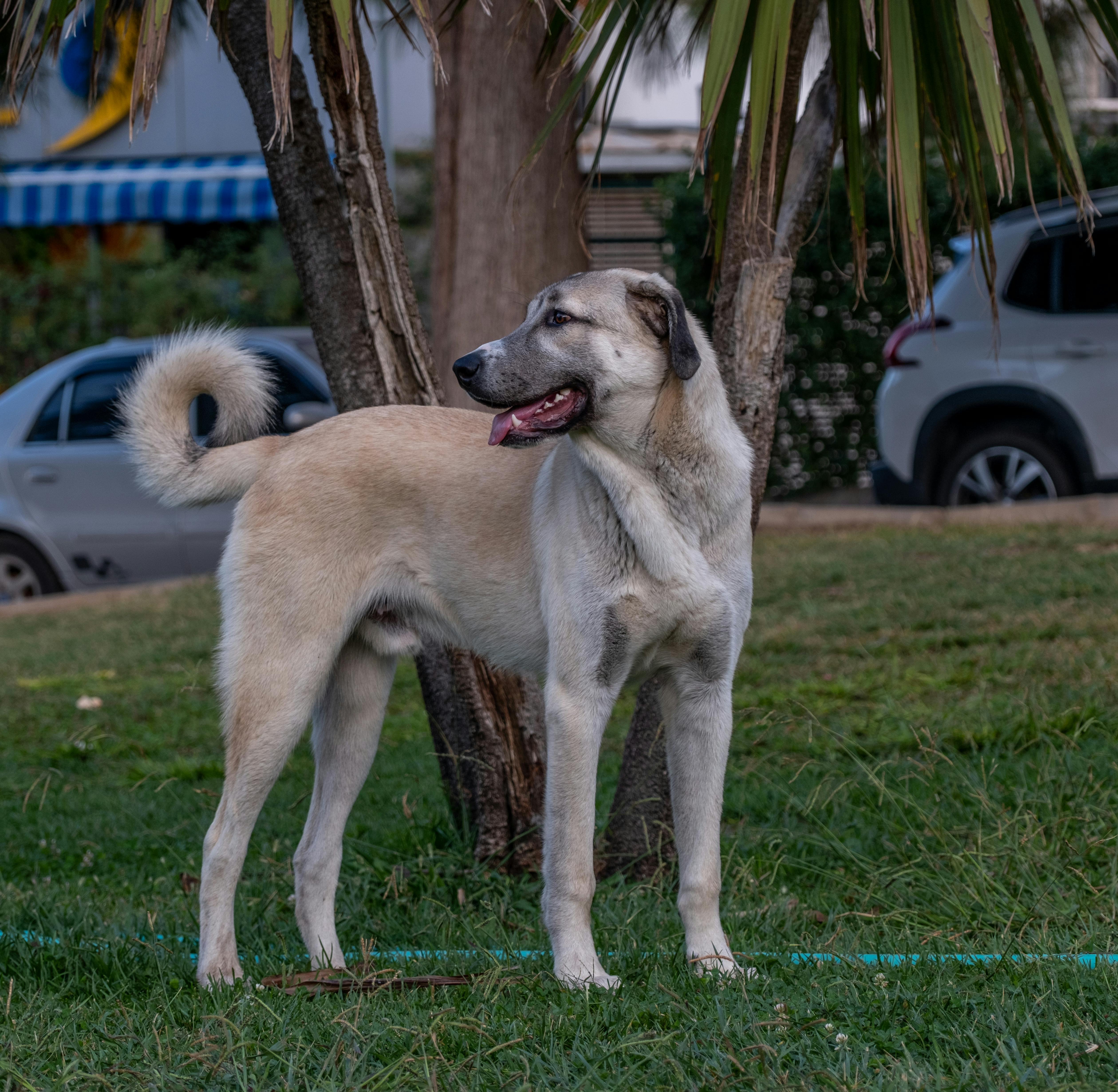 רועה אנטולי – Anatolian Shepherd