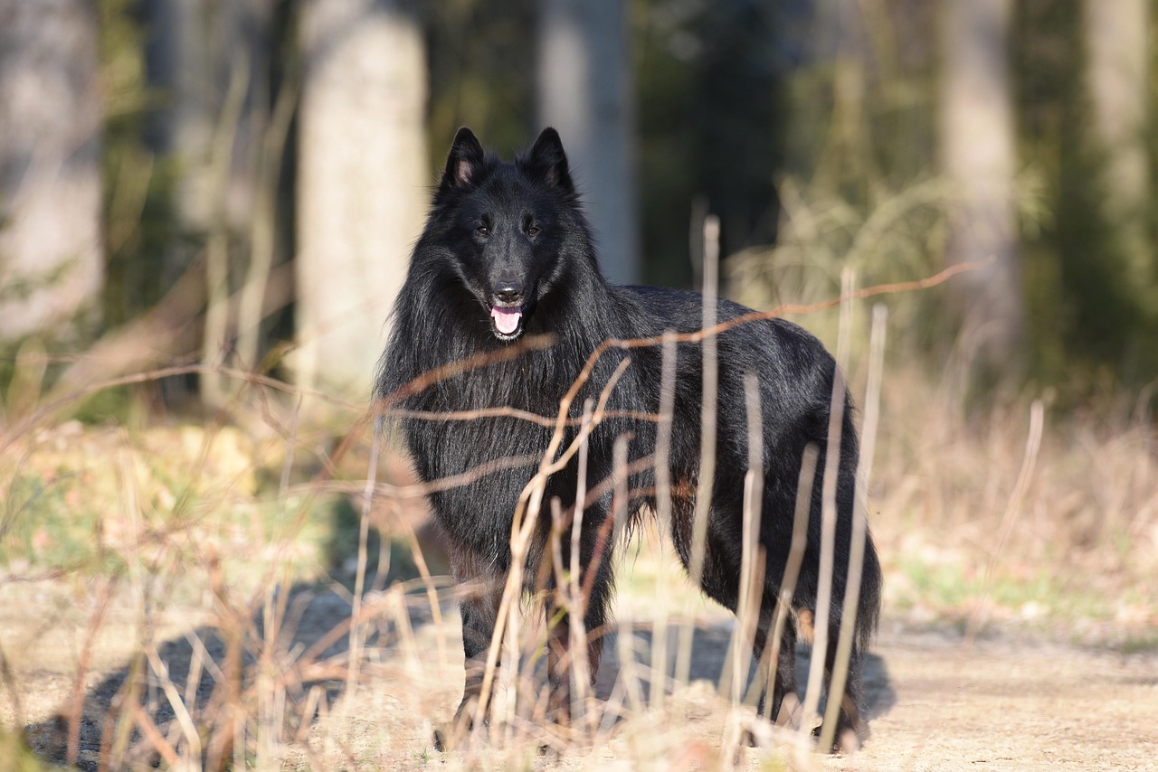 רועה בלגי גרוננדל – Belgian Shepherd Dog (Groenendael)