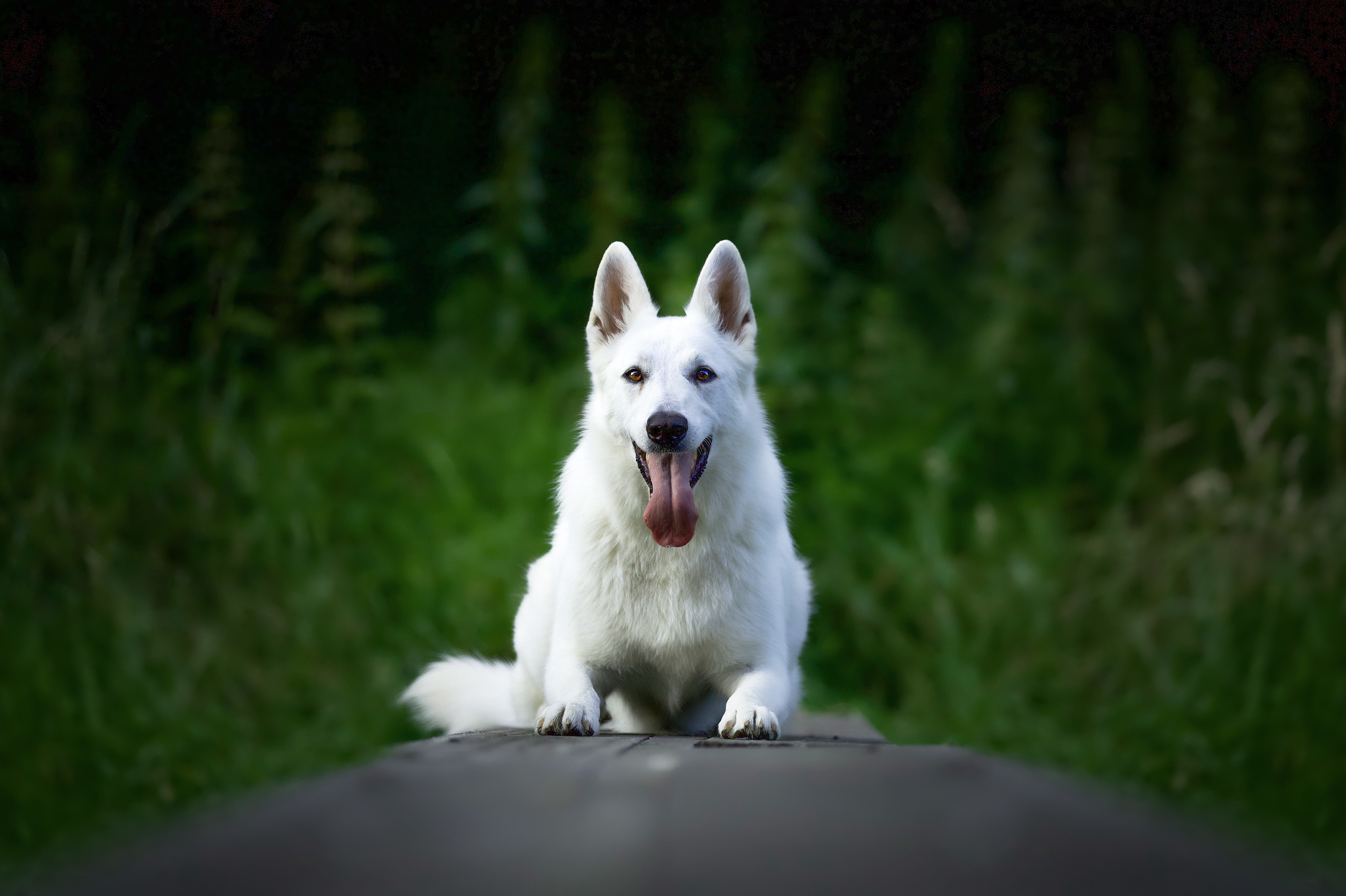 כלב רועים שוויצרי לבן – White Swiss Shepherd Dog