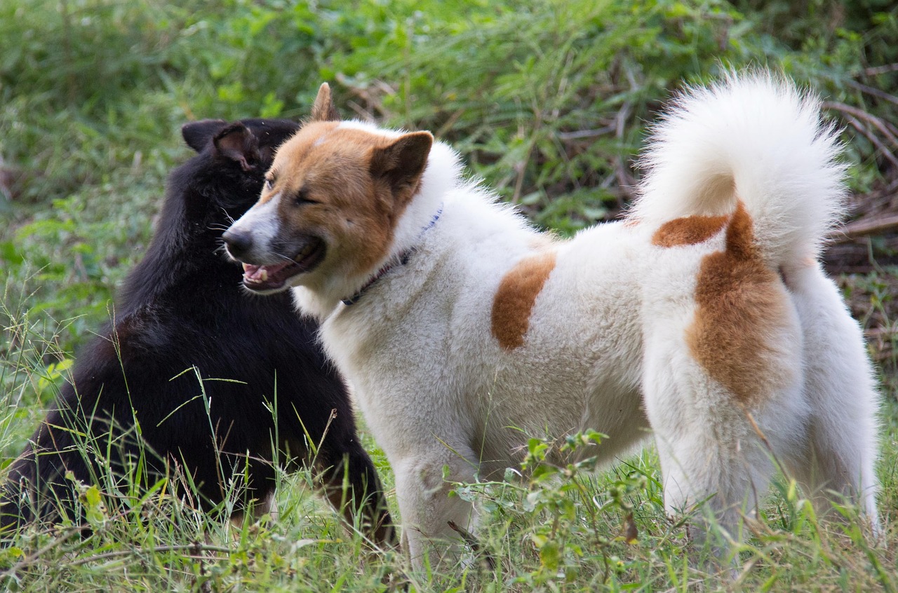 כלב בנגקוקי תאילנדי – Thai Bangkaew Dog