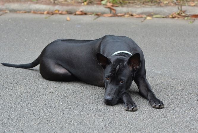 רידג'בק תאילנדי – Thai Ridgeback Dog