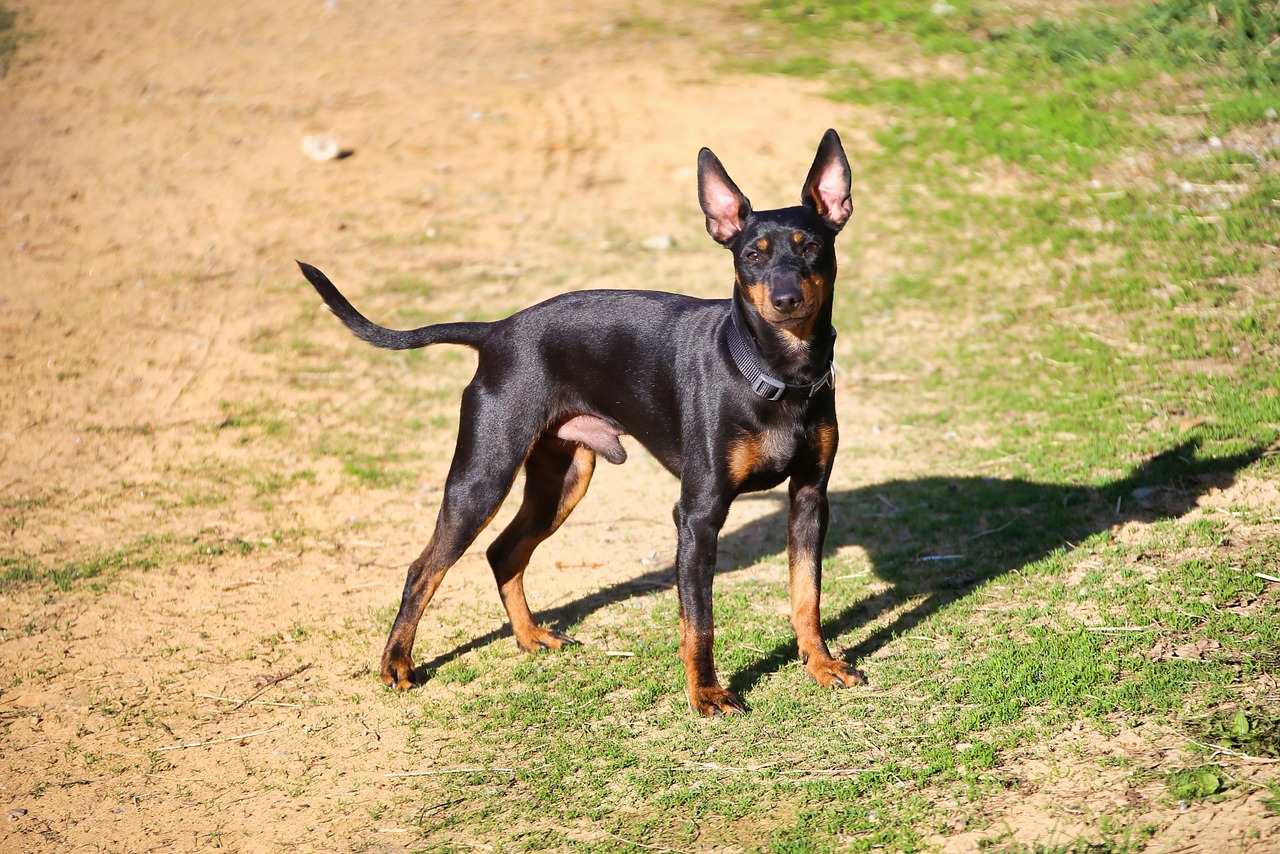 טרייר אנגלי זעיר (שחור וחום) – English Toy Terrier (Black & Tan)