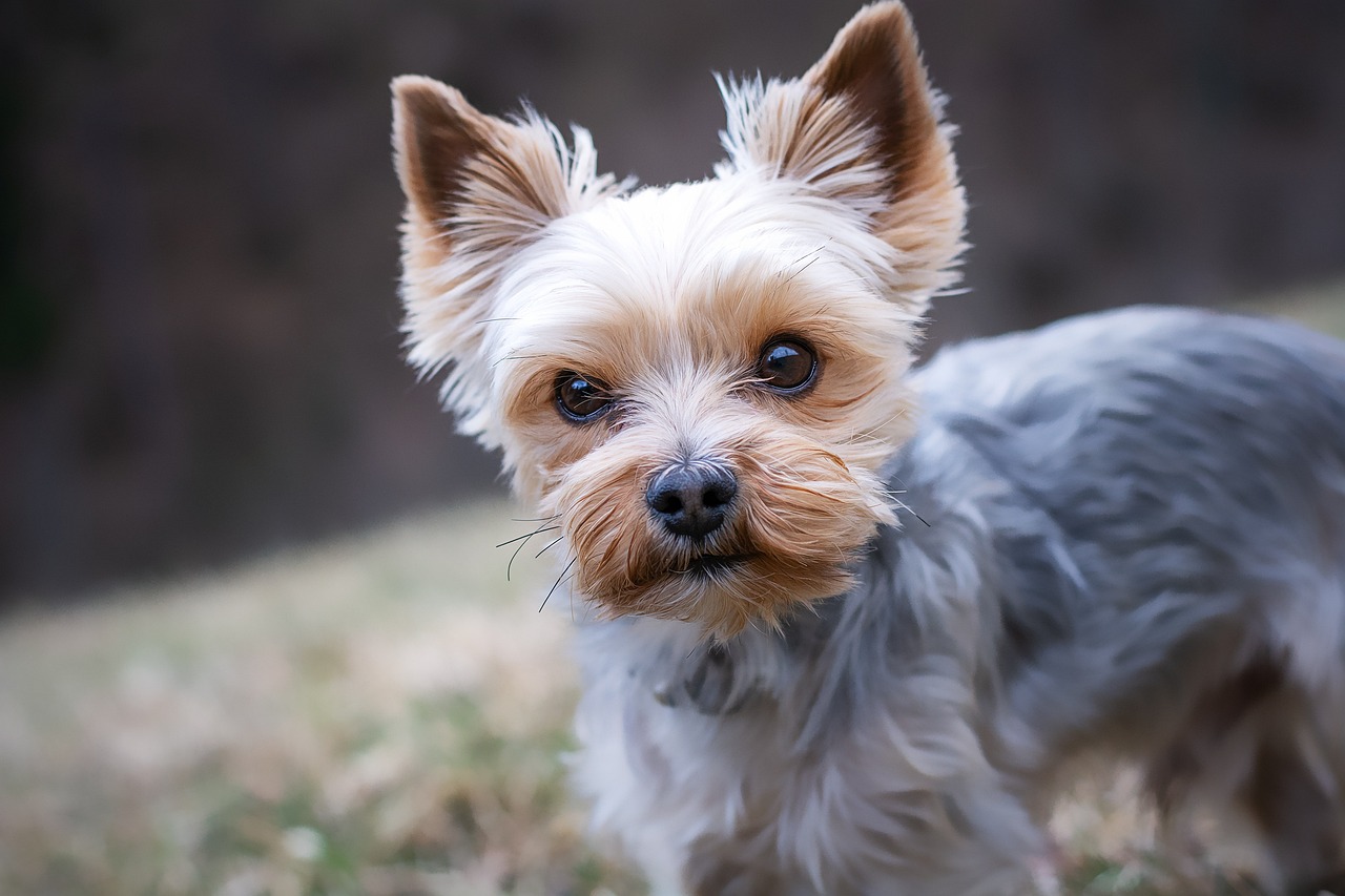 יורקשייר טרייר – Yorkshire Terrier
