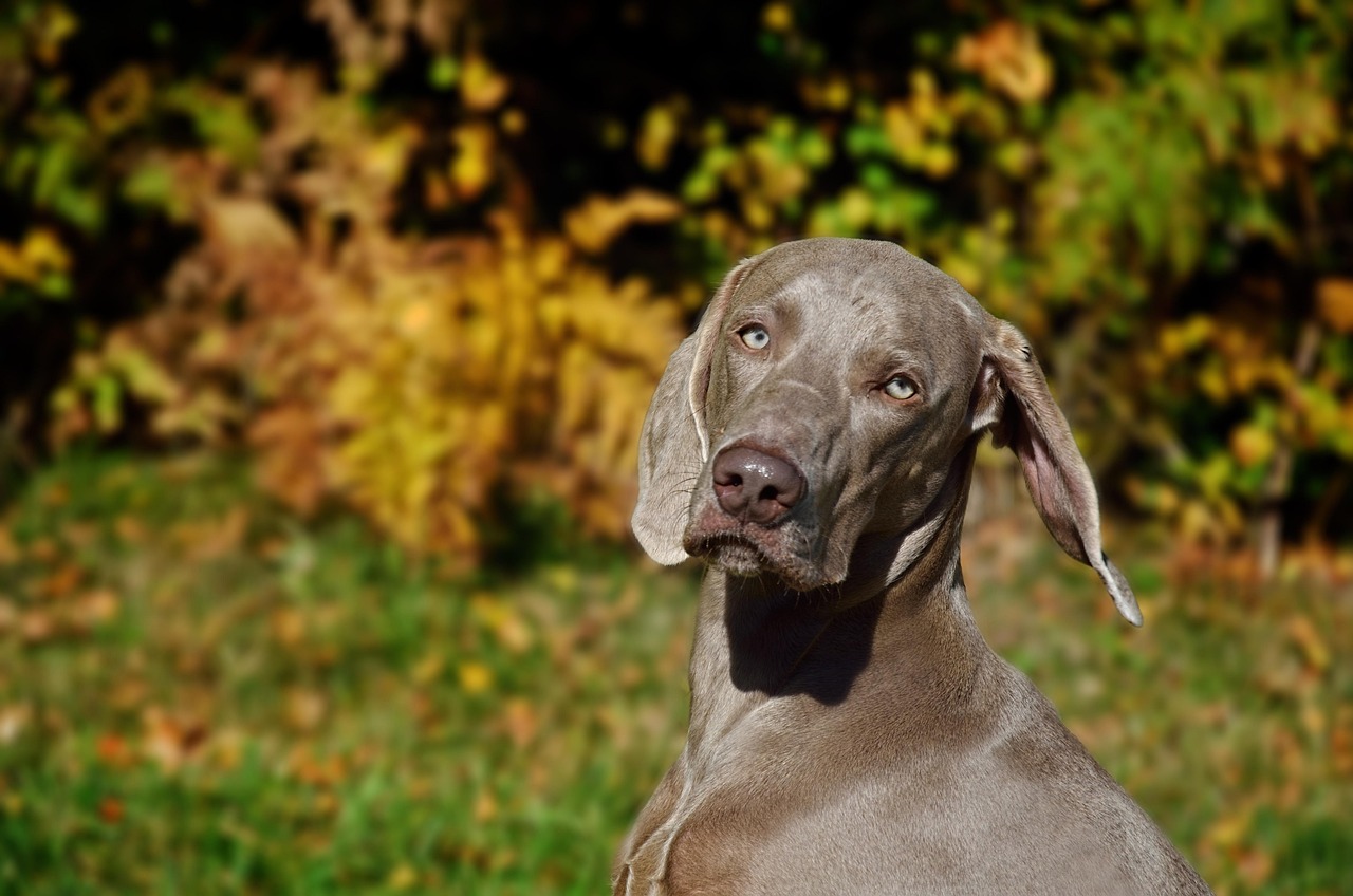 ויימרנר – Weimaraner