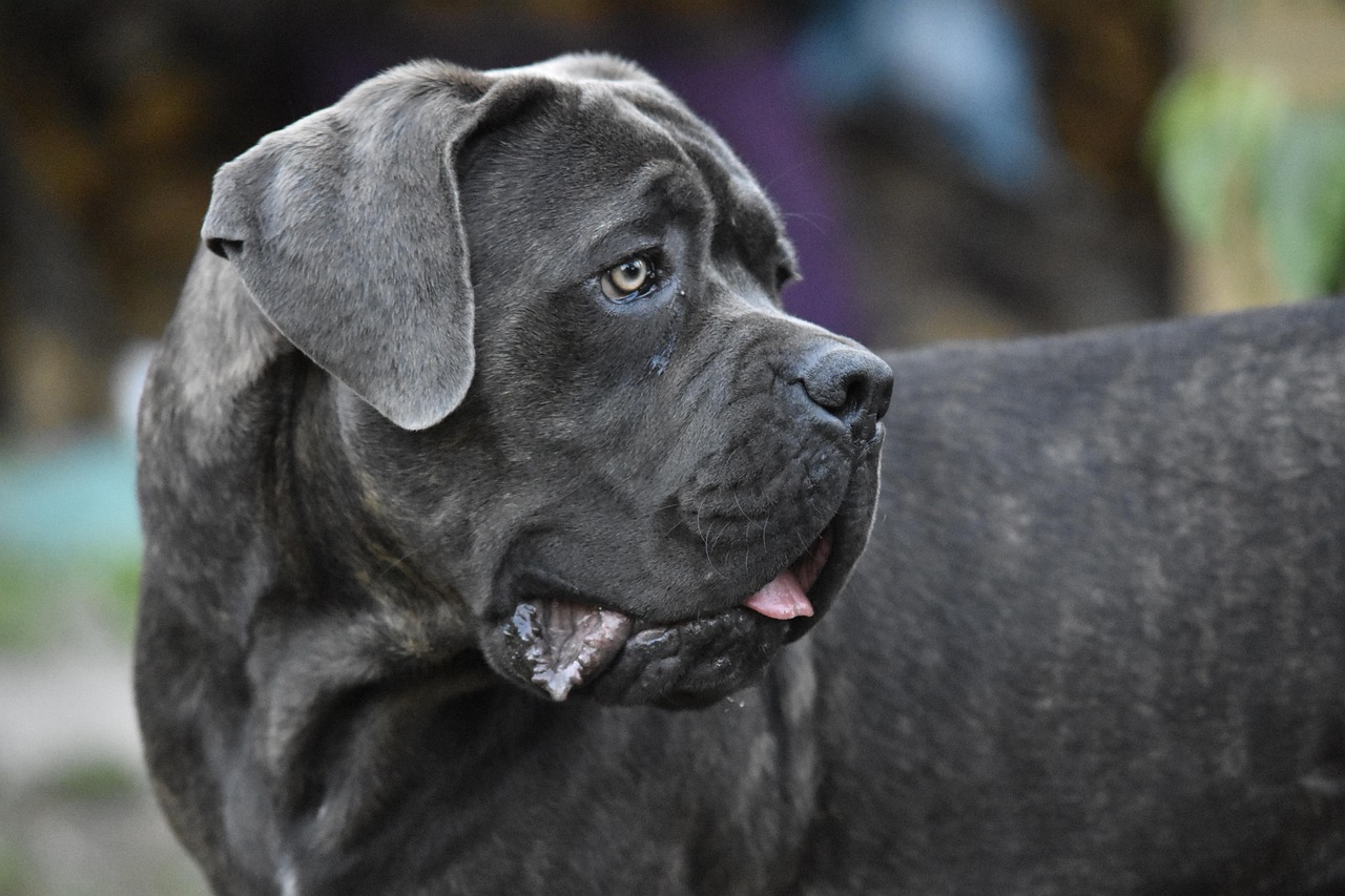 קאנה קורסו – Cane Corso