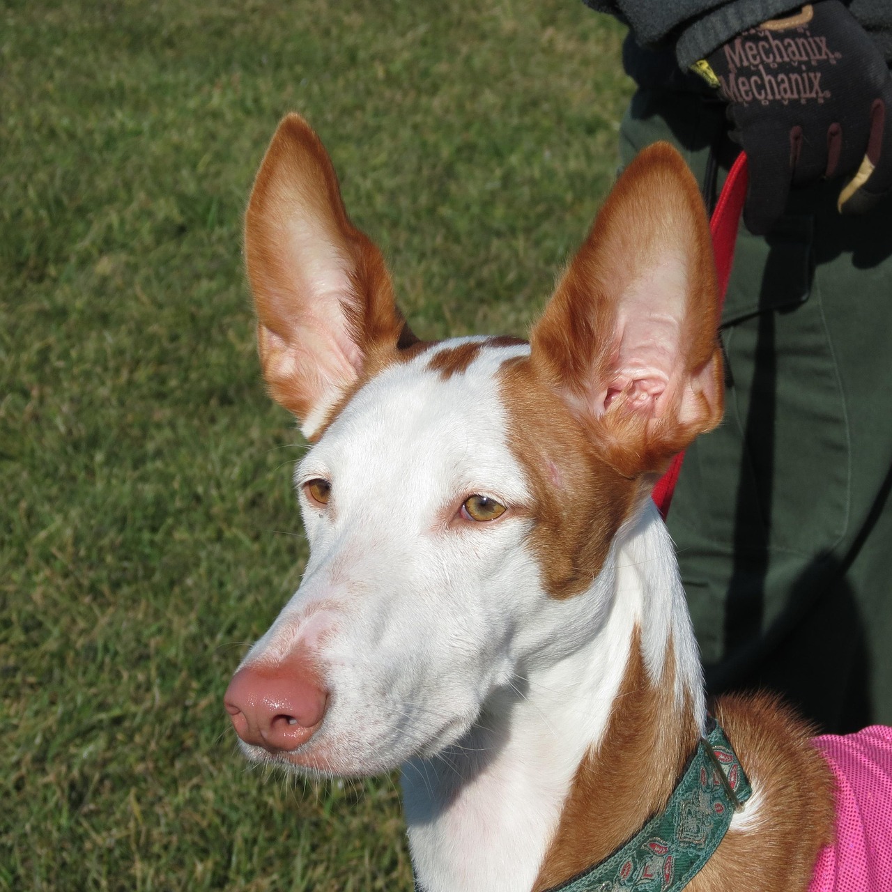 איביזן האונד – Ibizan Hound
