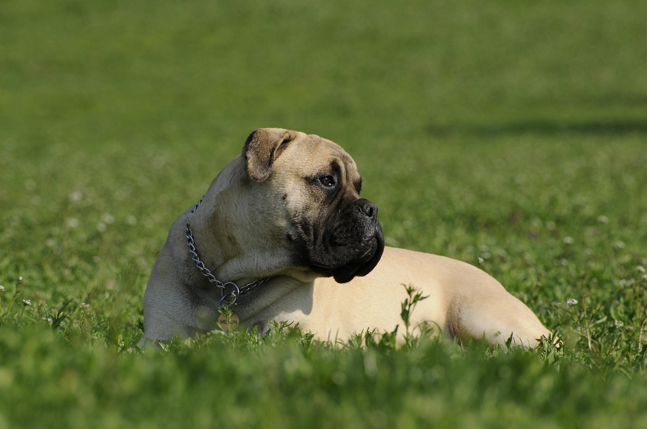 בולמסטיף – Bullmastiff