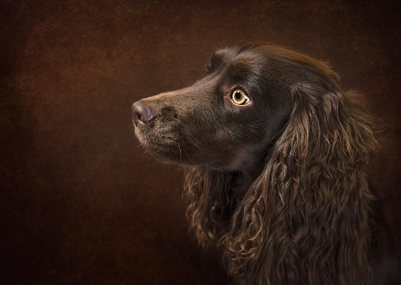 ספניאל בויקין – Boykin Spaniel