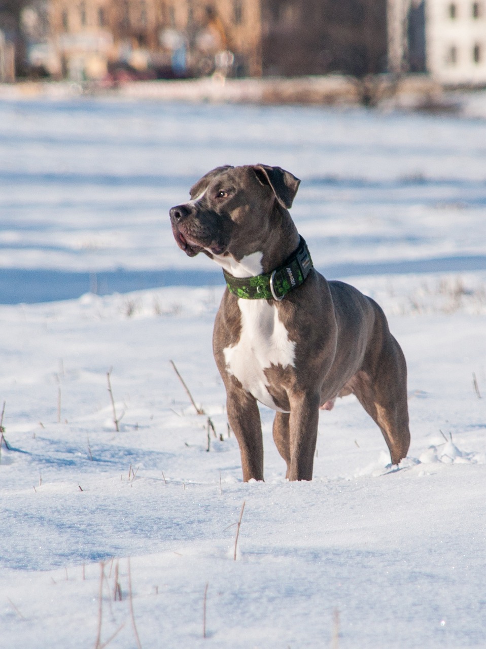 אמריקן פיטבול טרייר – American Pit Bull Terrier