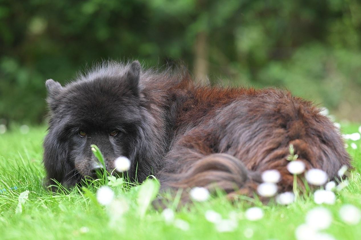 יוראסייר – Eurasier