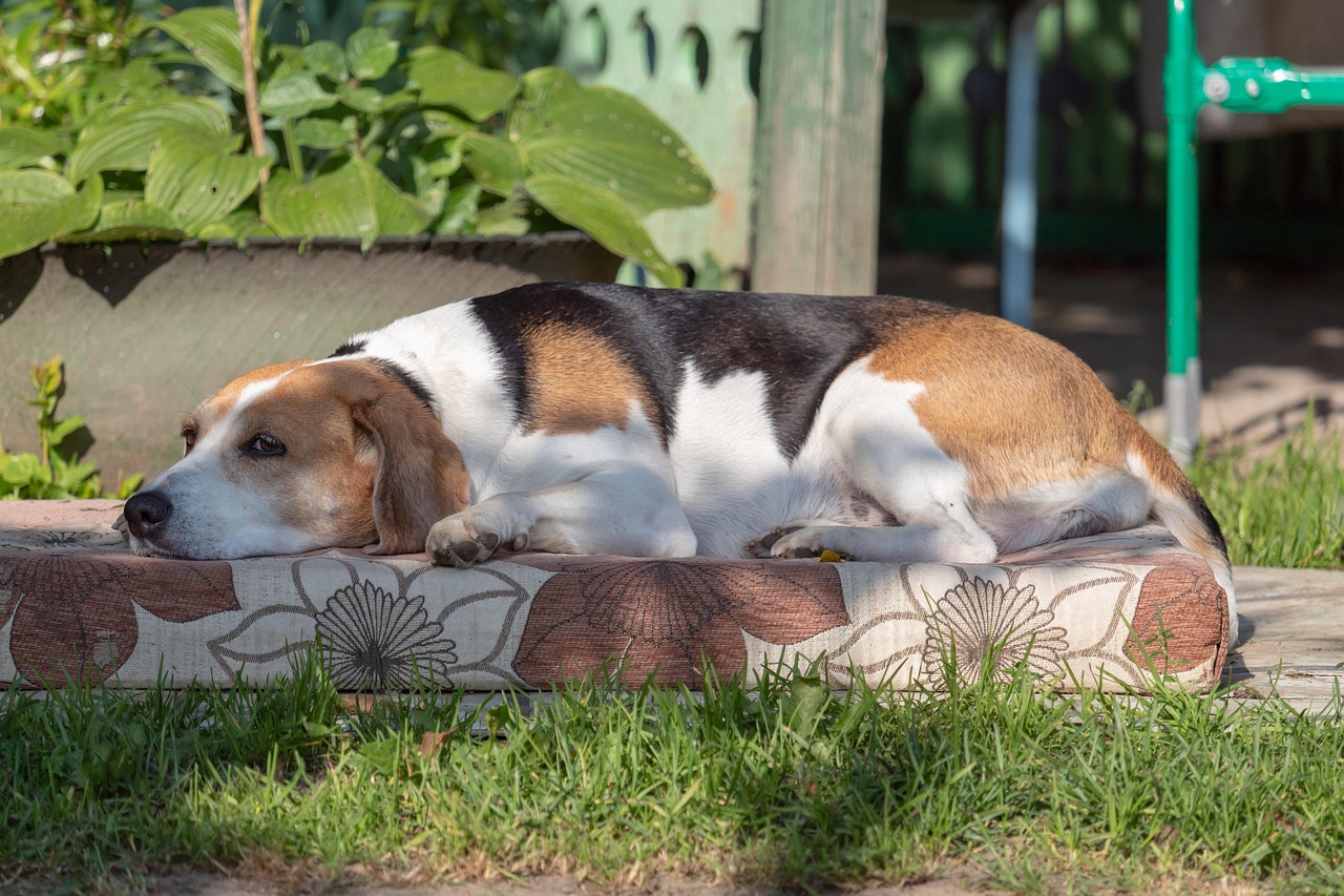 האונד אסטוני – Estonian Hound