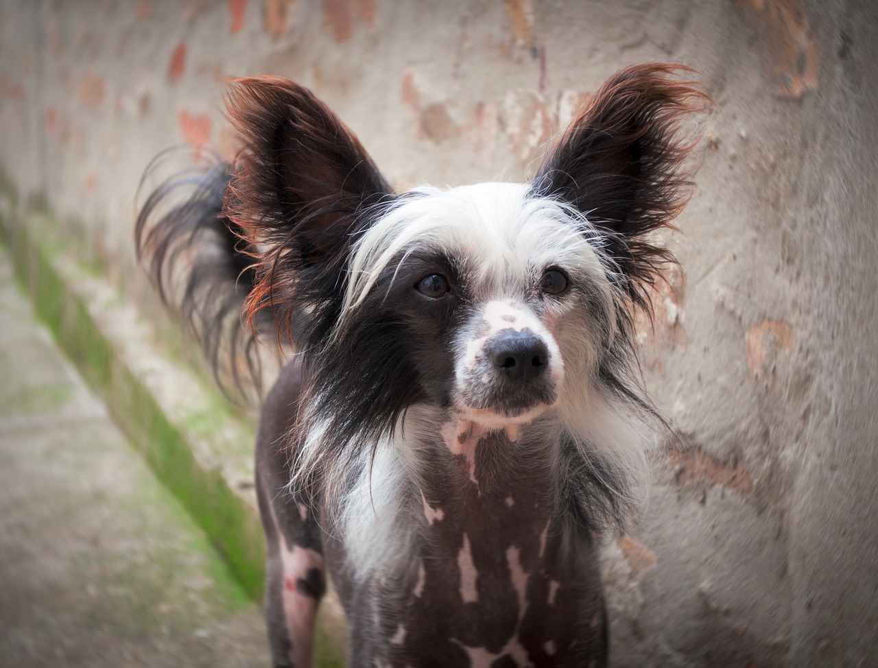 סיני מצויץ – Chinese Crested Dog