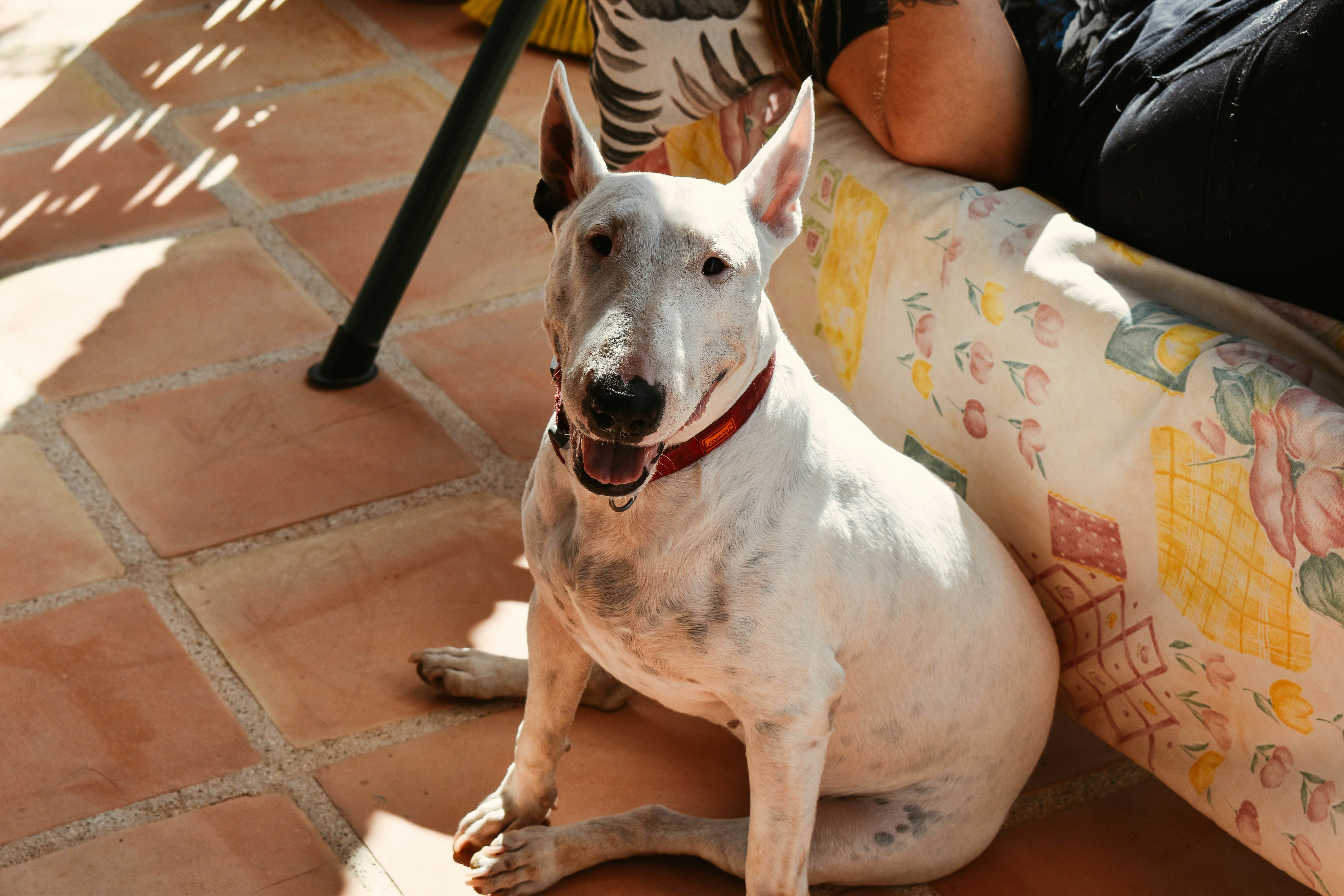 בול טרייר – Bull Terrier