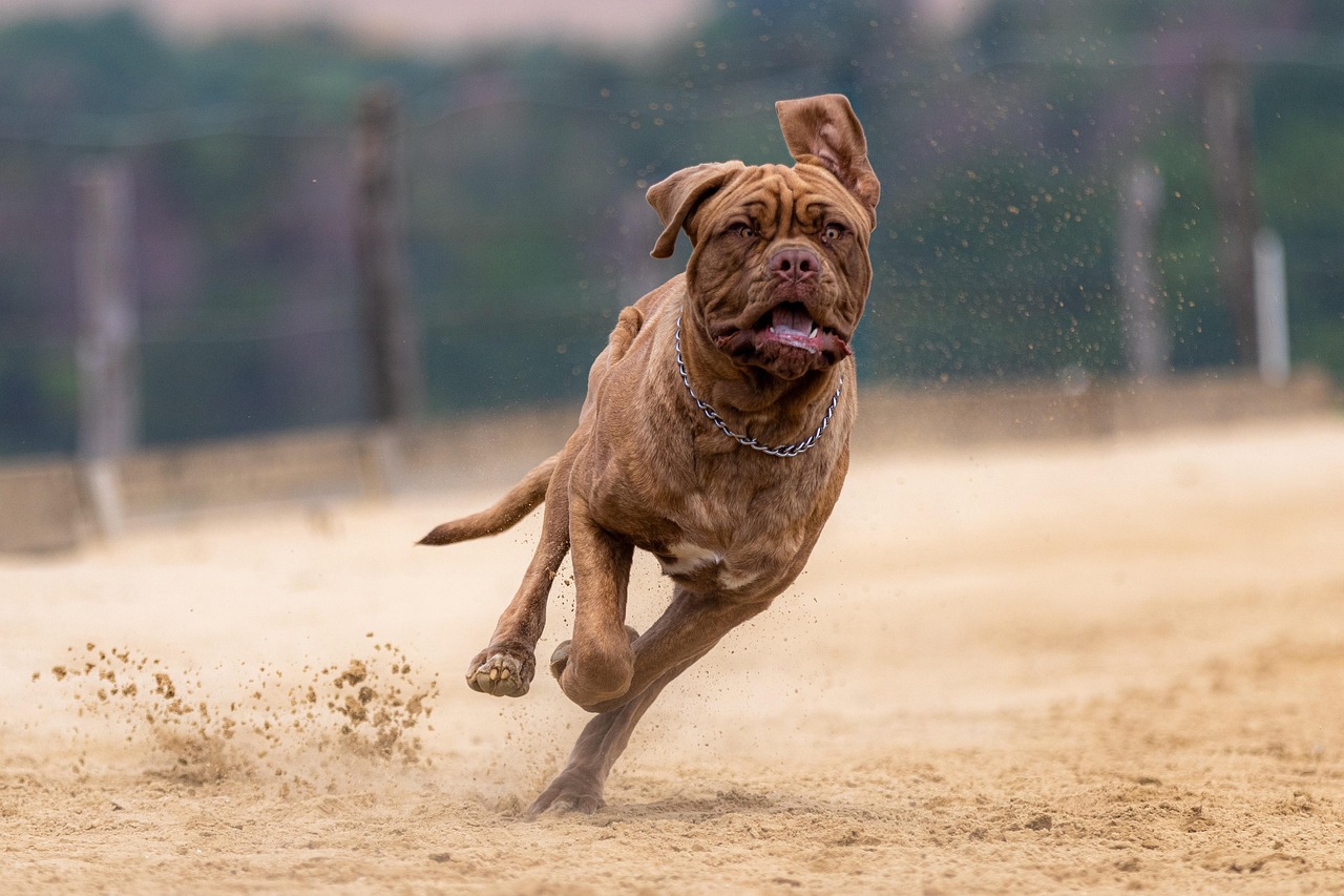 מסטיף אנגלי – Mastiff