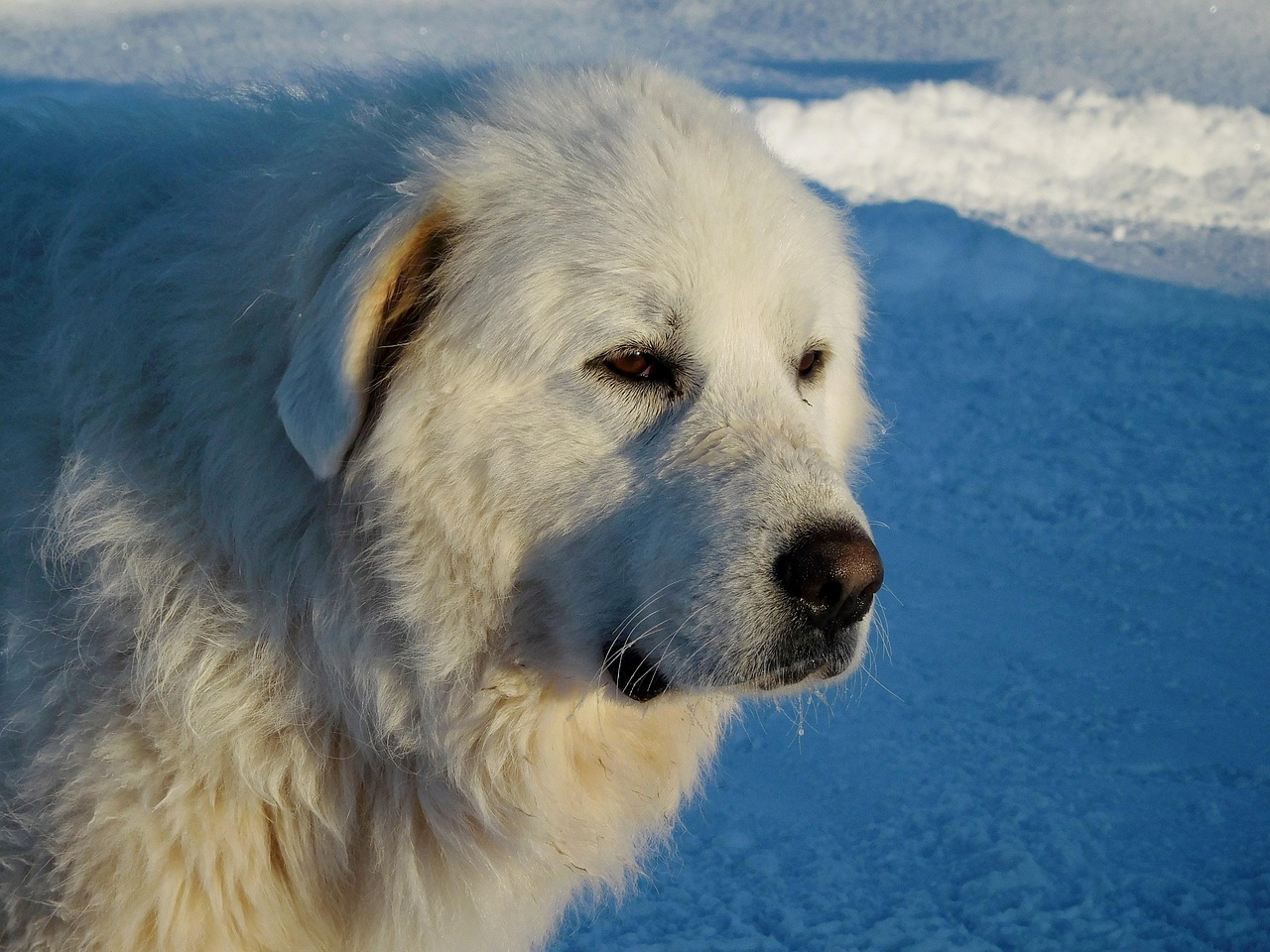 כלב הרים פירנאי – Great Pyrenees