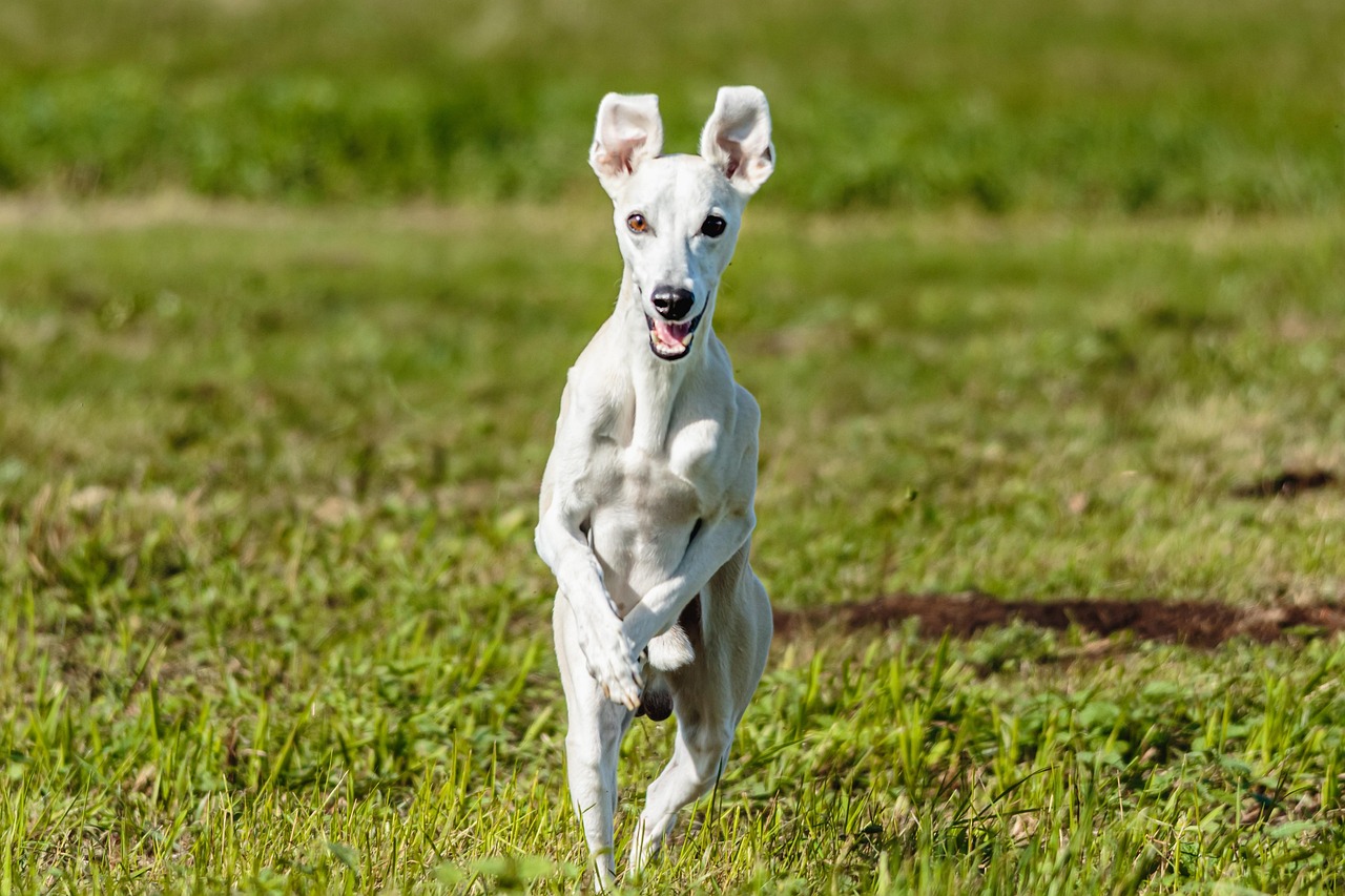 ויפט – Whippet