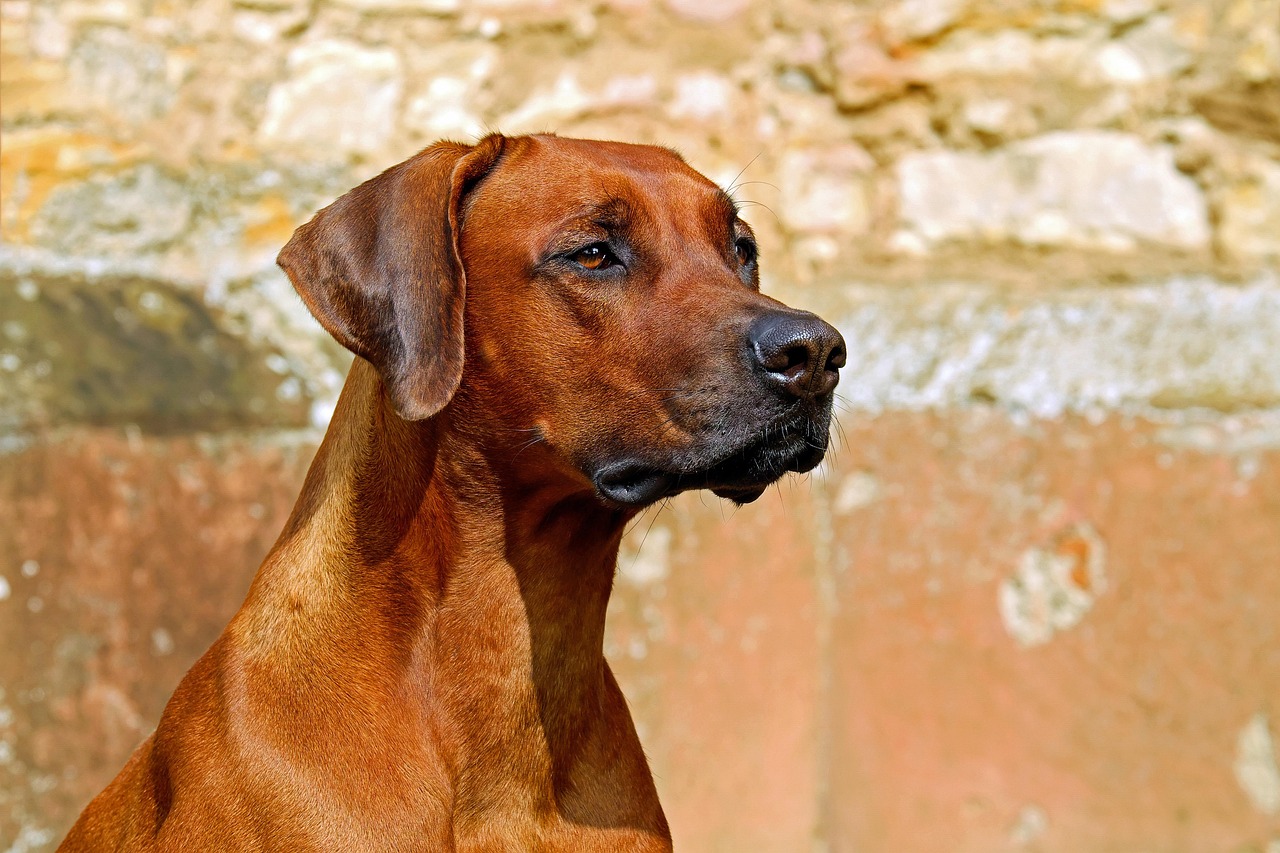 רידג'בק רודזי – Rhodesian Ridgeback