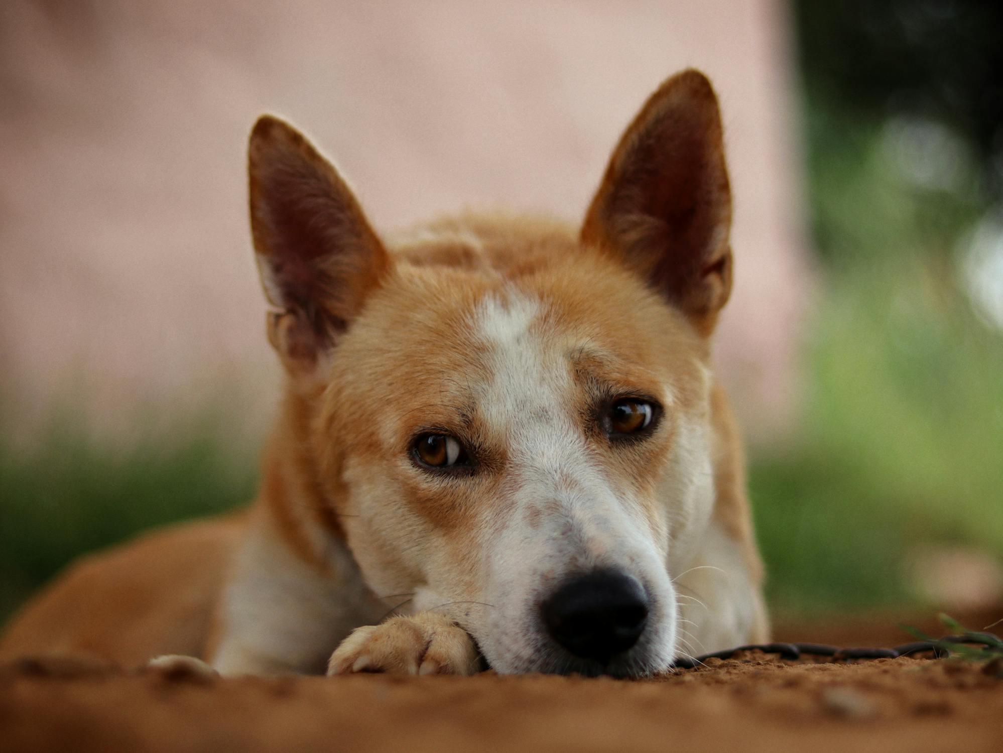 כלב כנעני – Canaan Dog
