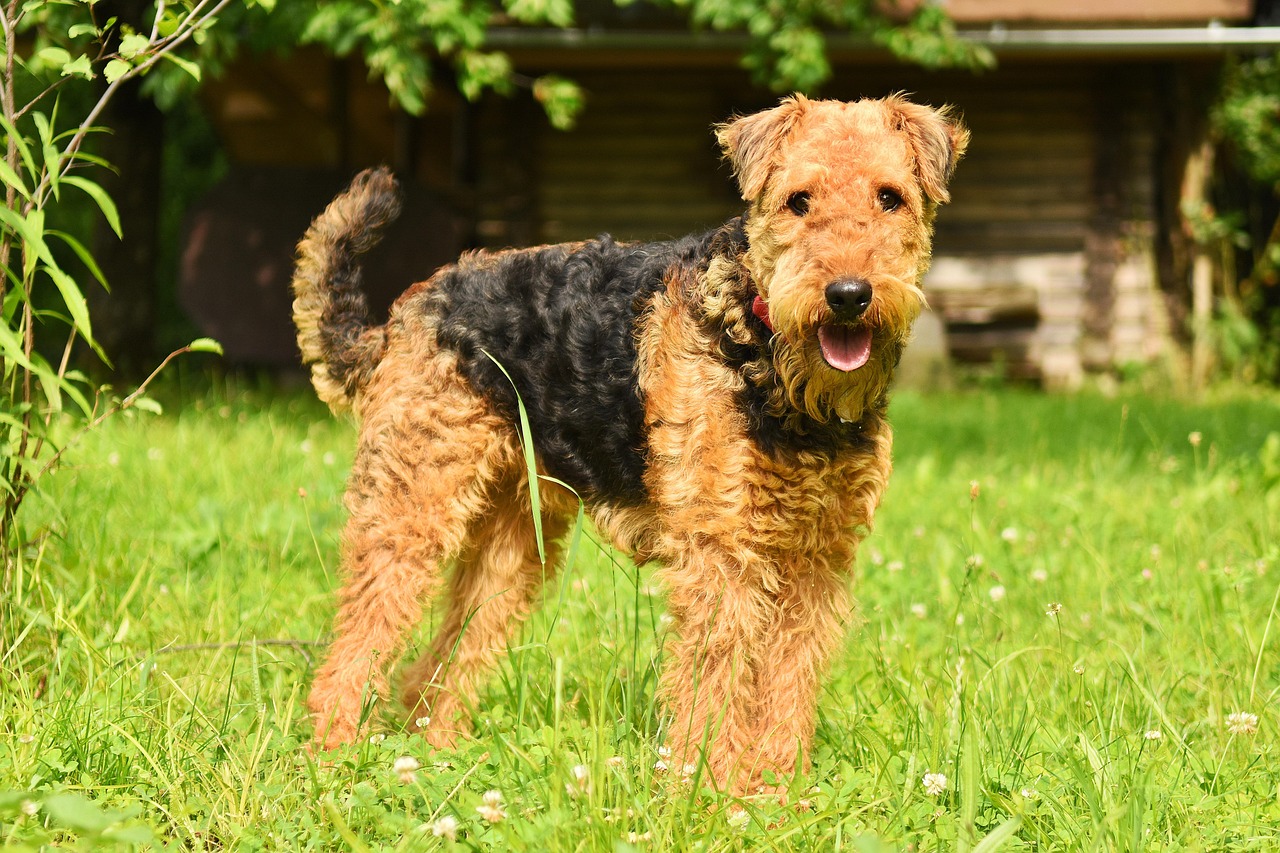 איירדייל טרייר – Airedale Terrier