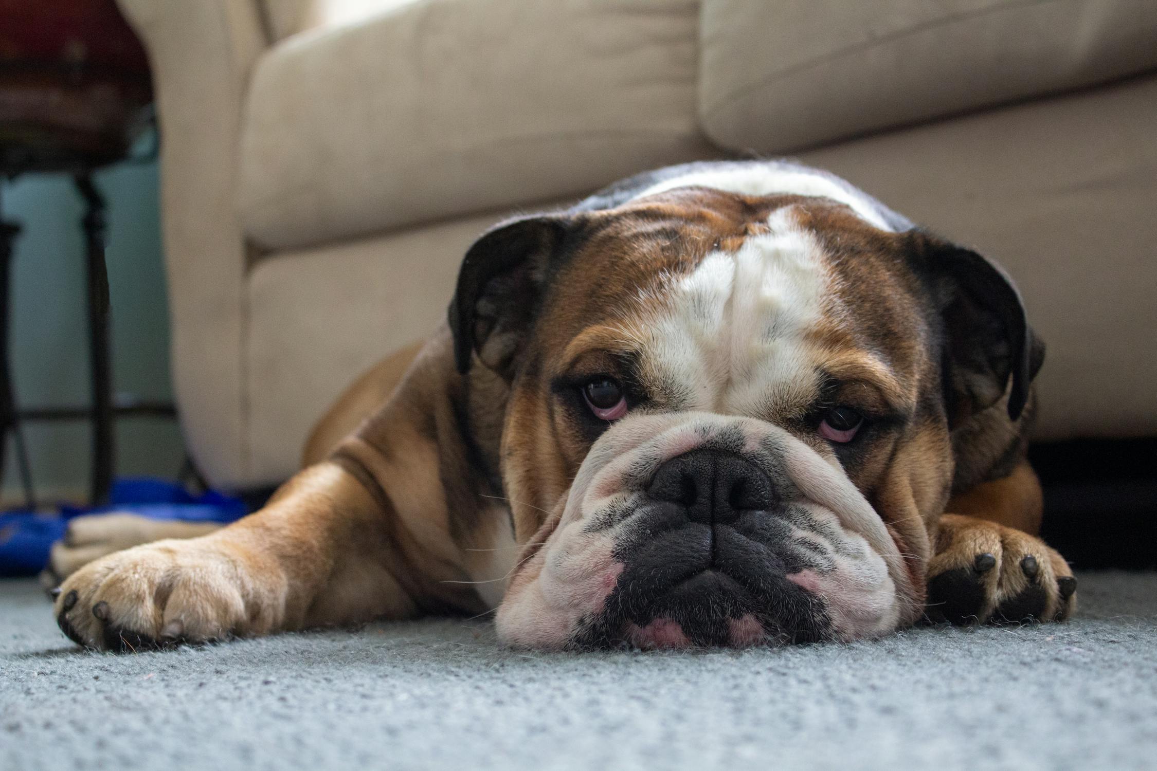 בולדוג אנגלי – English Bulldog