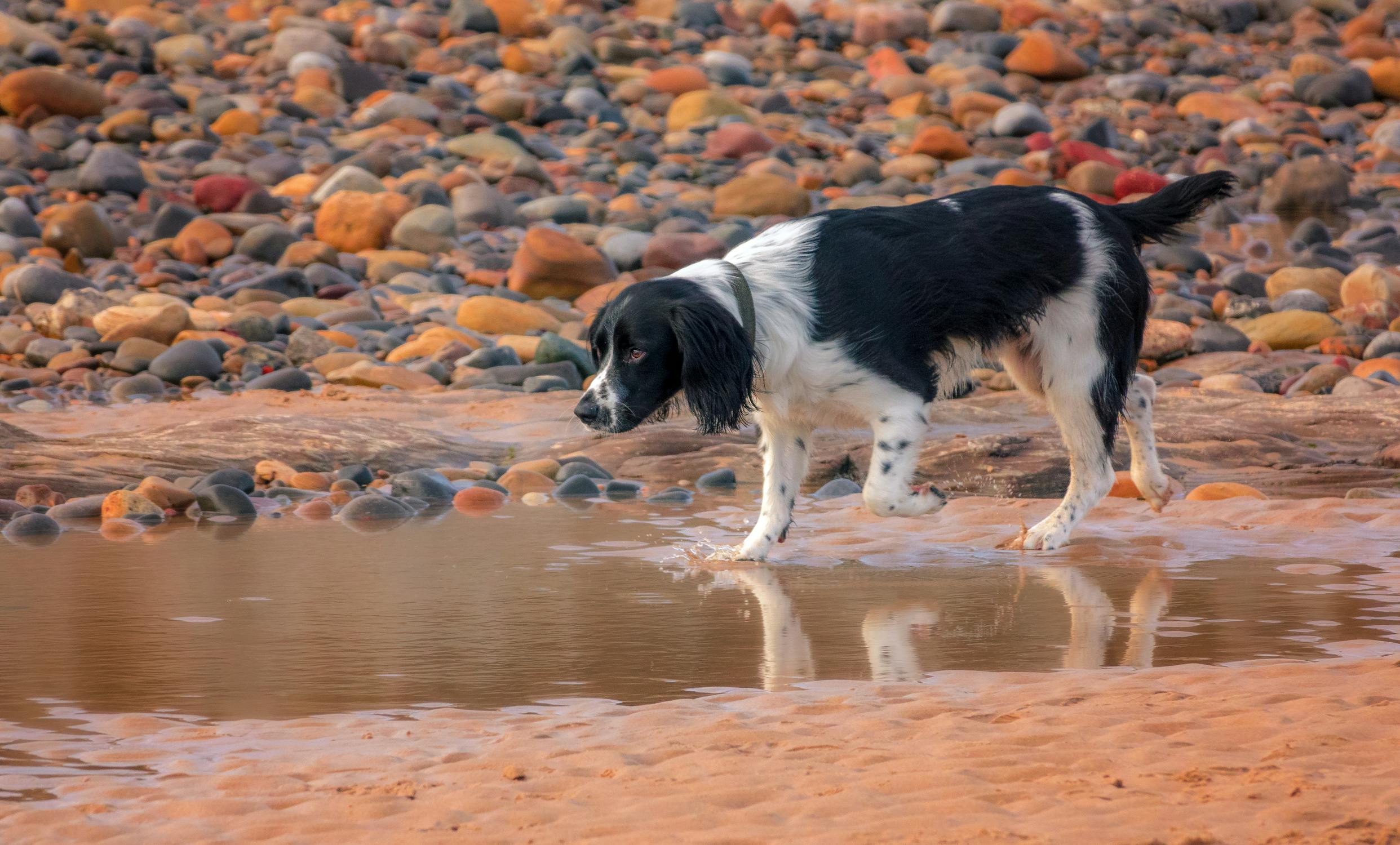 ספרינגר ספניאל אנגלי – English Springer Spaniel