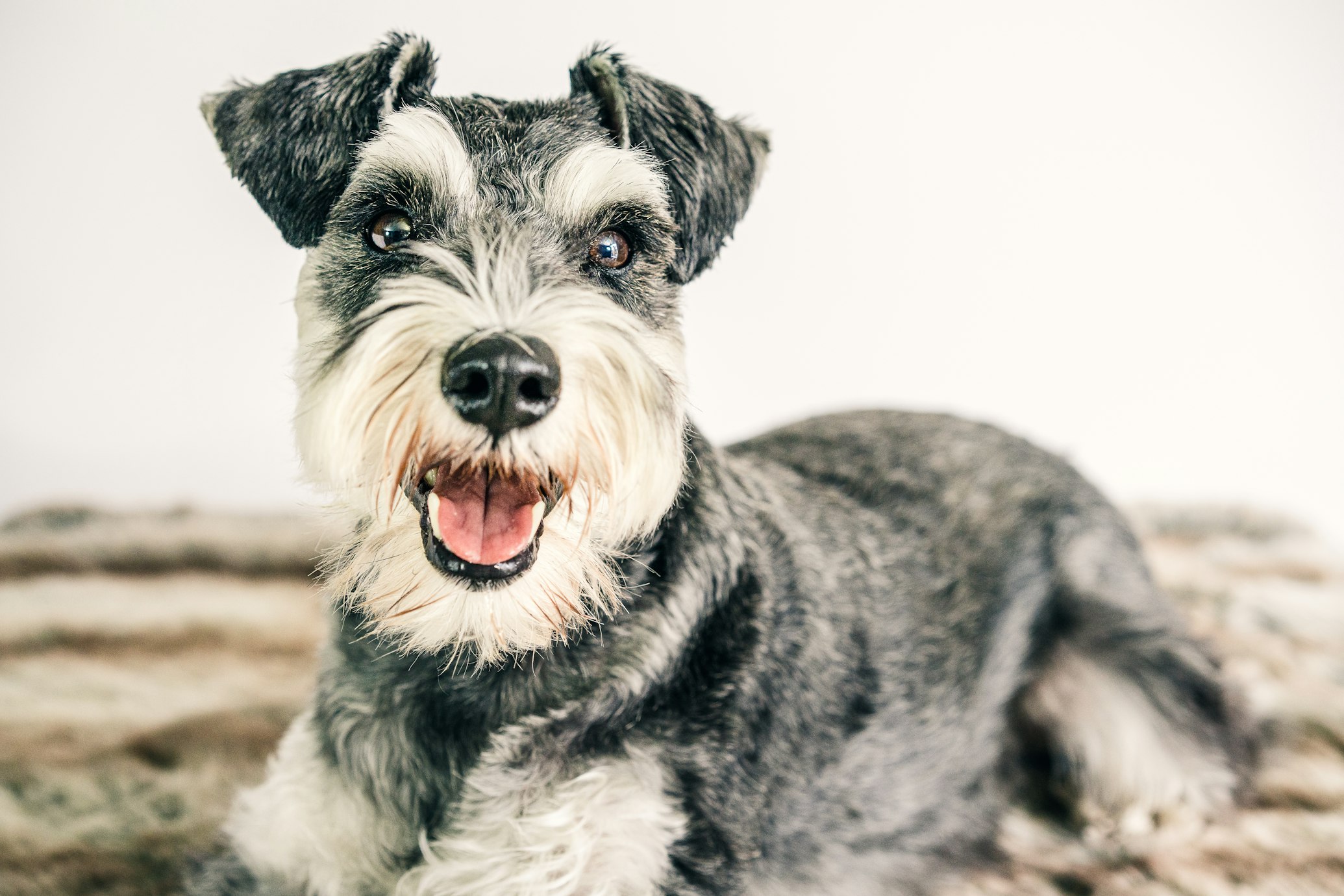 שנאוצר ננסי – Miniature Schnauzer