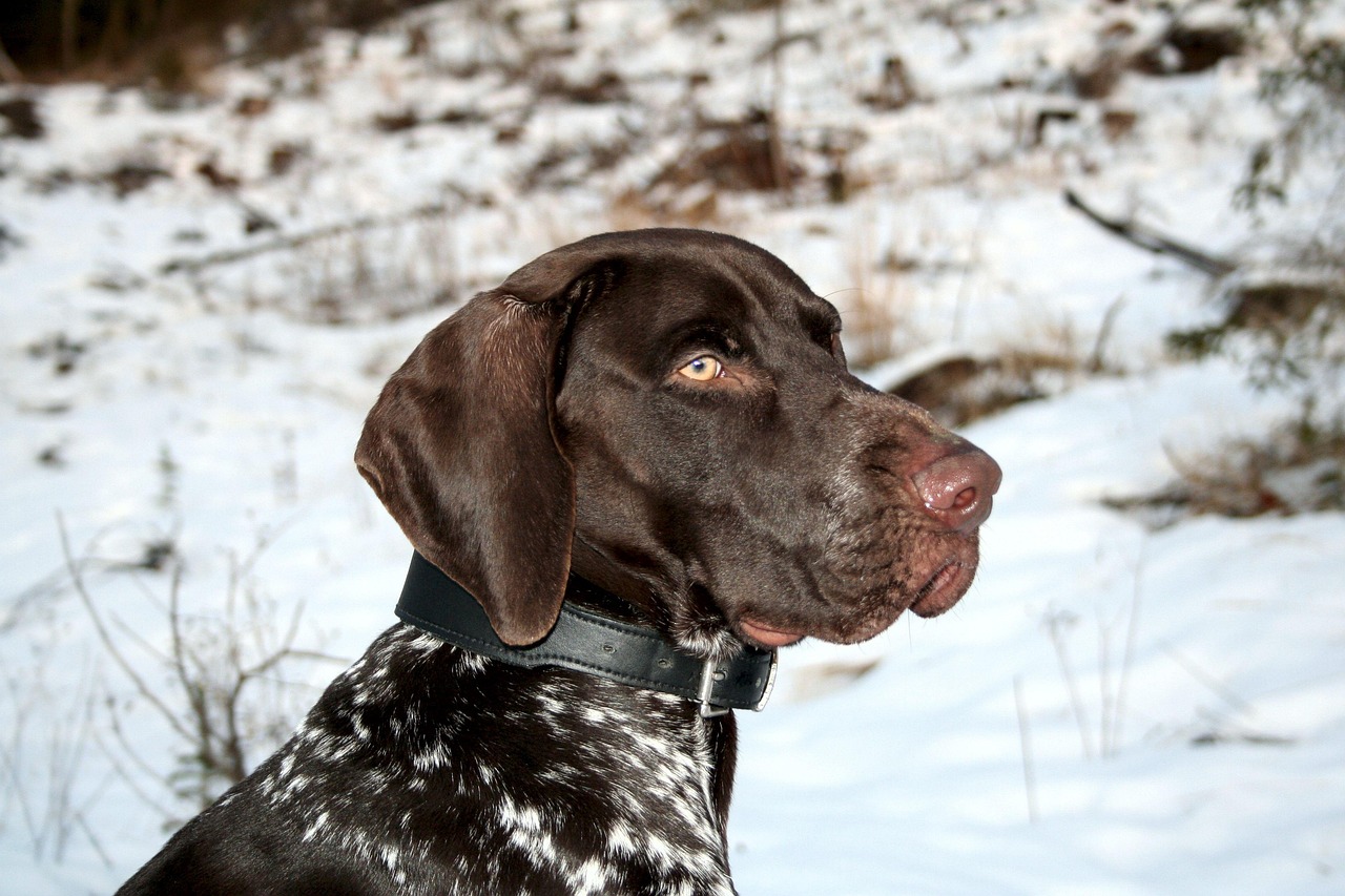 פוינטר גרמני קצר שיער – German Shorthaired Pointer