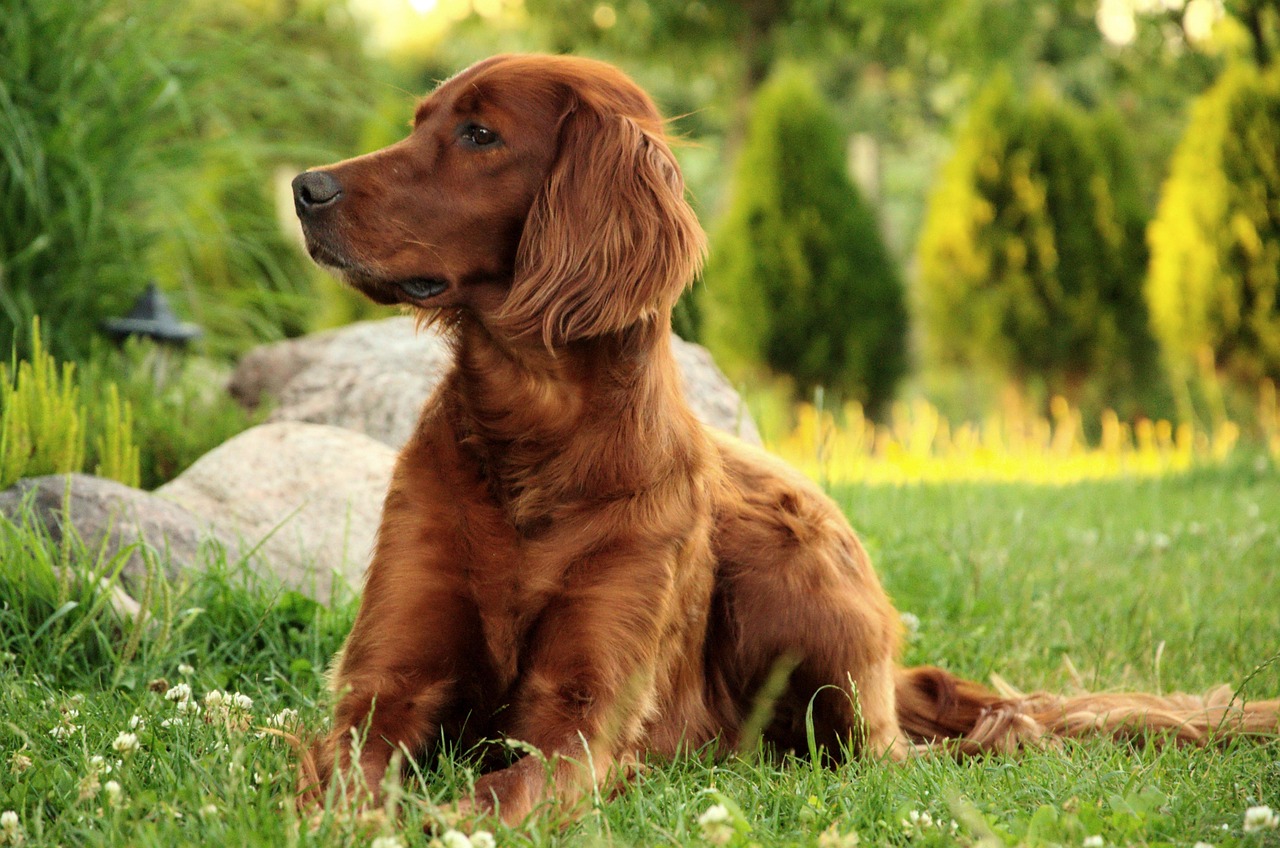 סטר אירי – Irish Setter