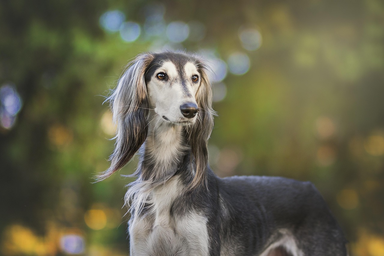 סאלוקי – Saluki