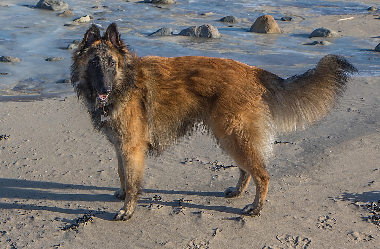 רועה בלגי טרוורן – Belgian Shepherd Dog (Tervueren)