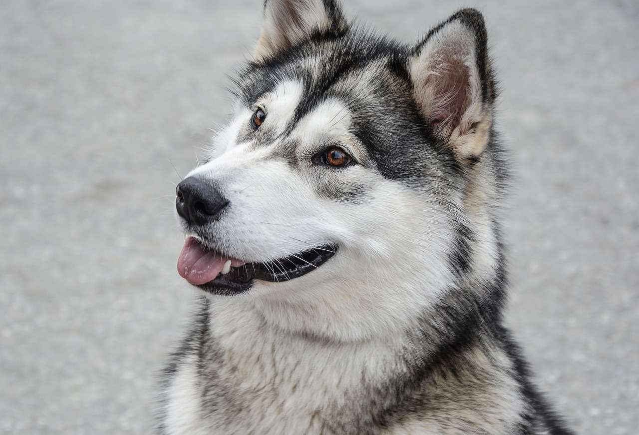 אלסקן מלמוט – Alaskan Malamute