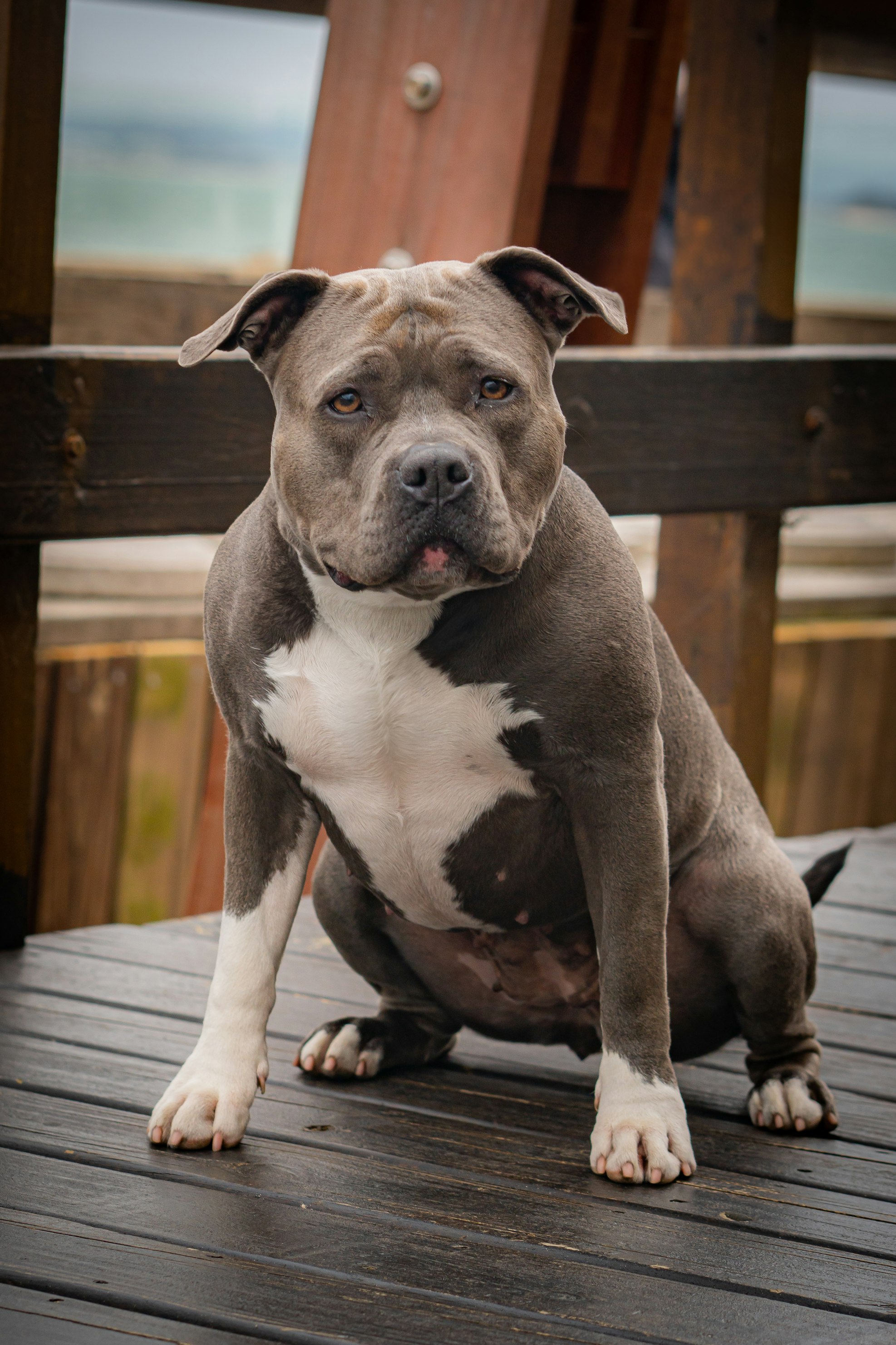 אמריקן בולי – American Bully