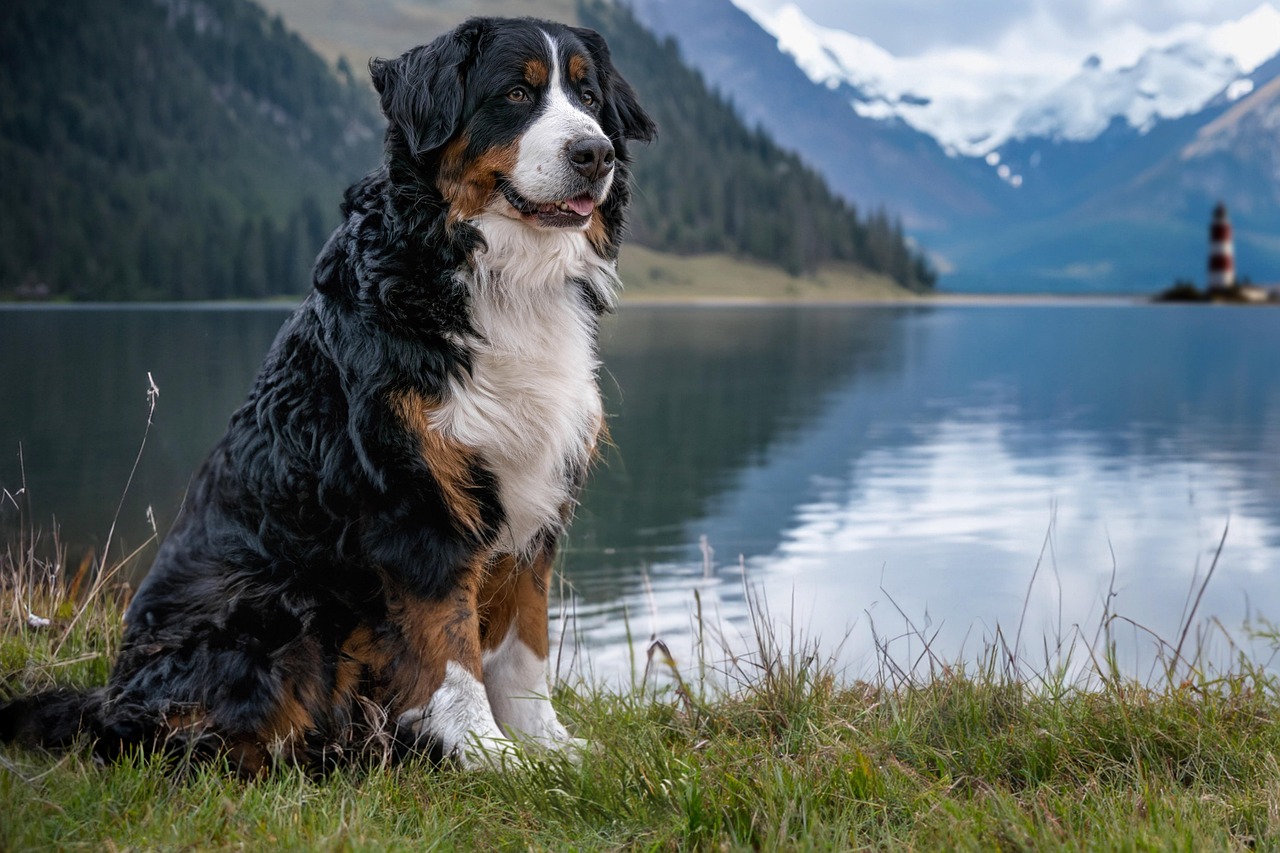 ברנר זננהונד – Bernese Mountain Dog