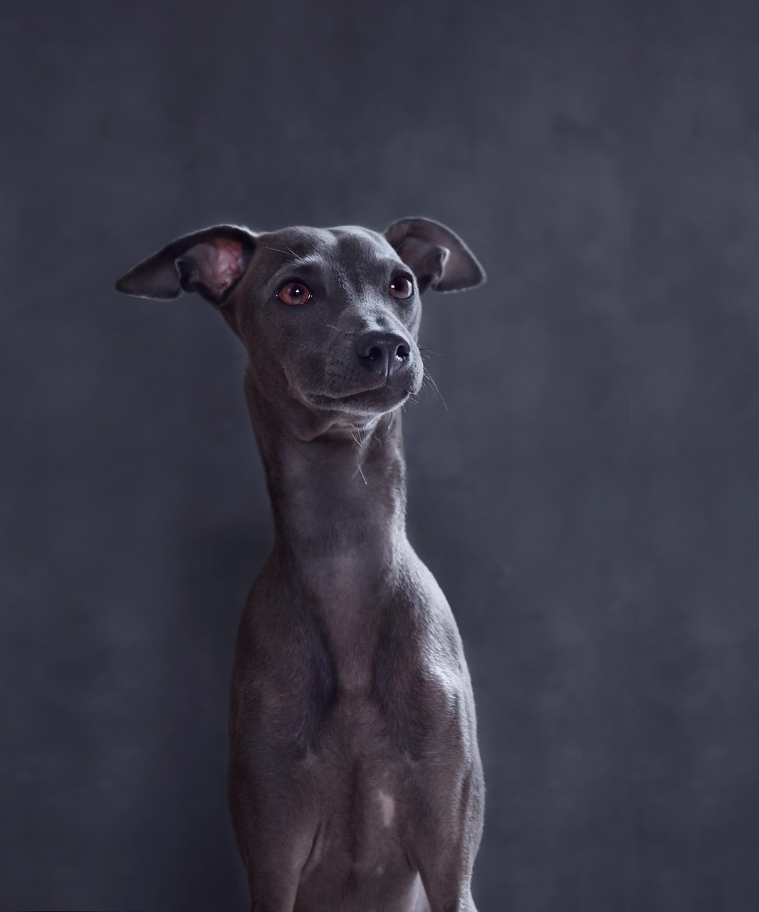 כלב רוח איטלקי – Italian Greyhound