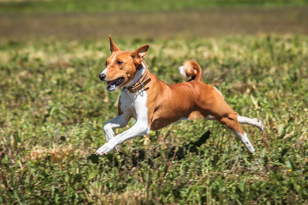 בסנג'י – Basenji