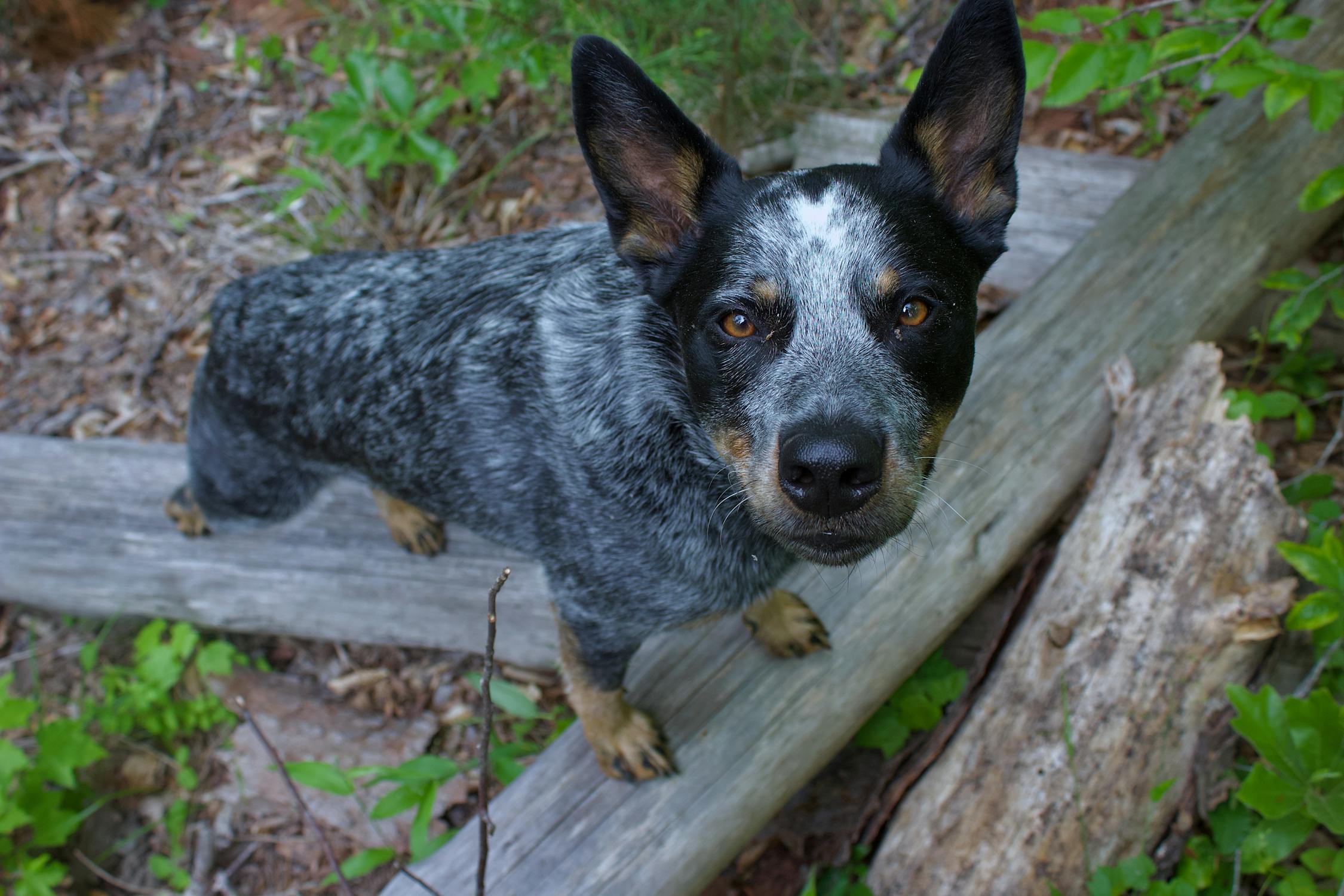 כלב בקר אוסטרלי – Australian Cattle Dog