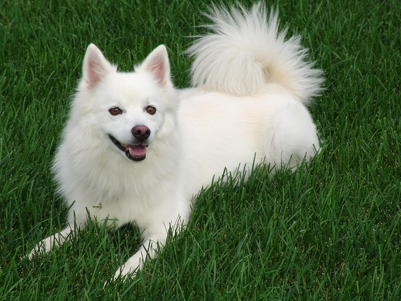 אסקימו אמריקאי – American Eskimo Dog