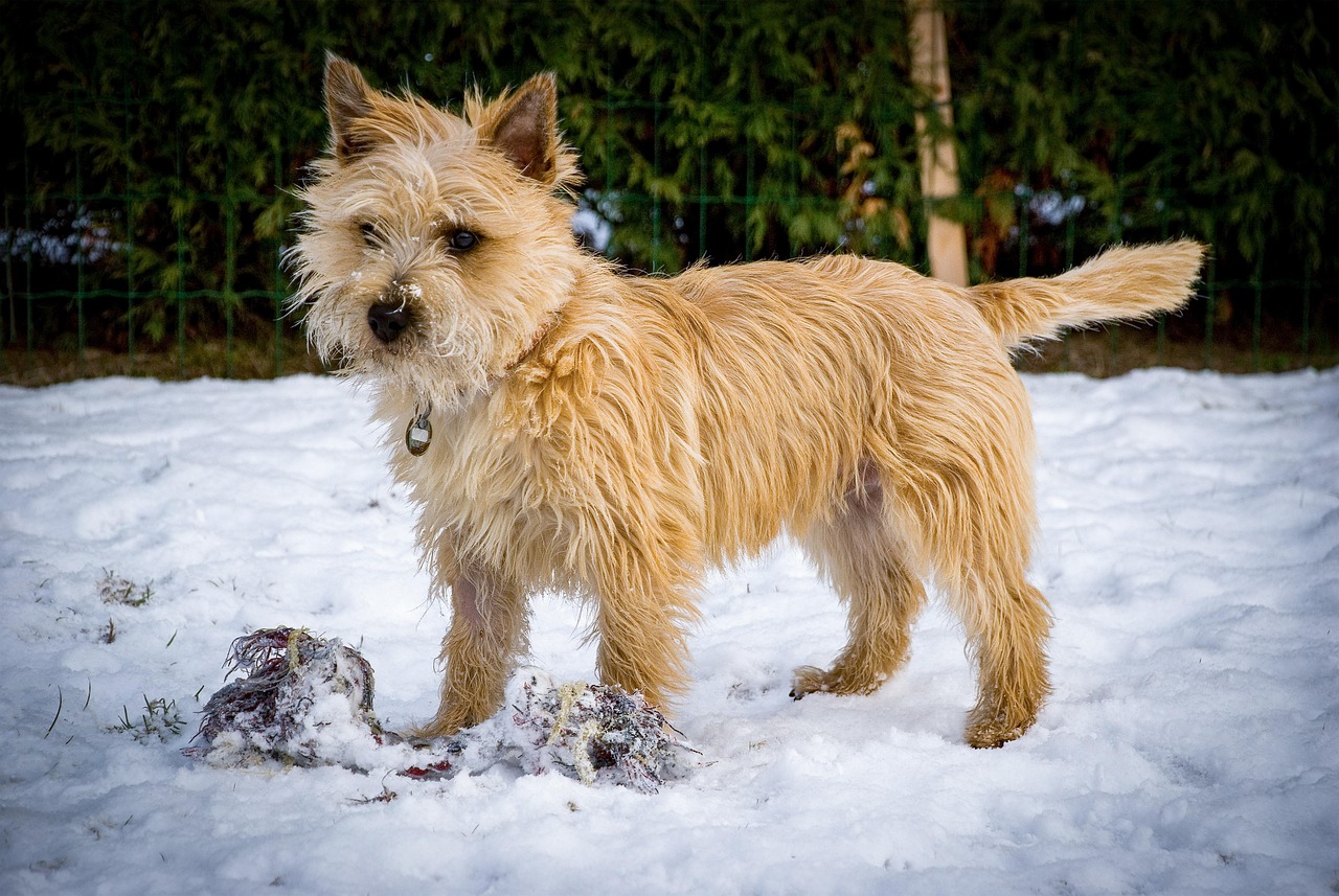 קאירן טרייר – Cairn Terrier