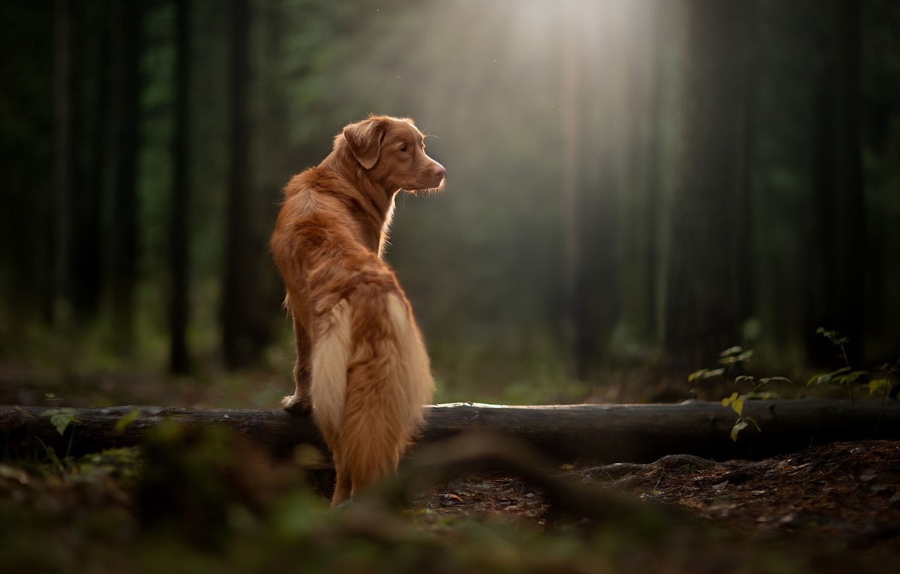 נובה סקוטיה דאק טולינג רטריבר – Nova Scotia Duck Tolling Retriever