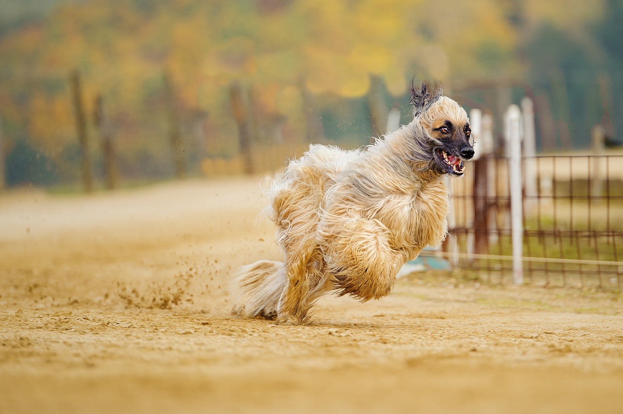 אפגאני – Afghan Hound
