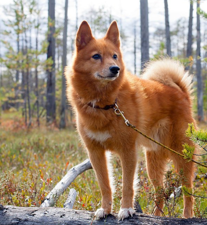 שפיץ פיני – Finnish Spitz