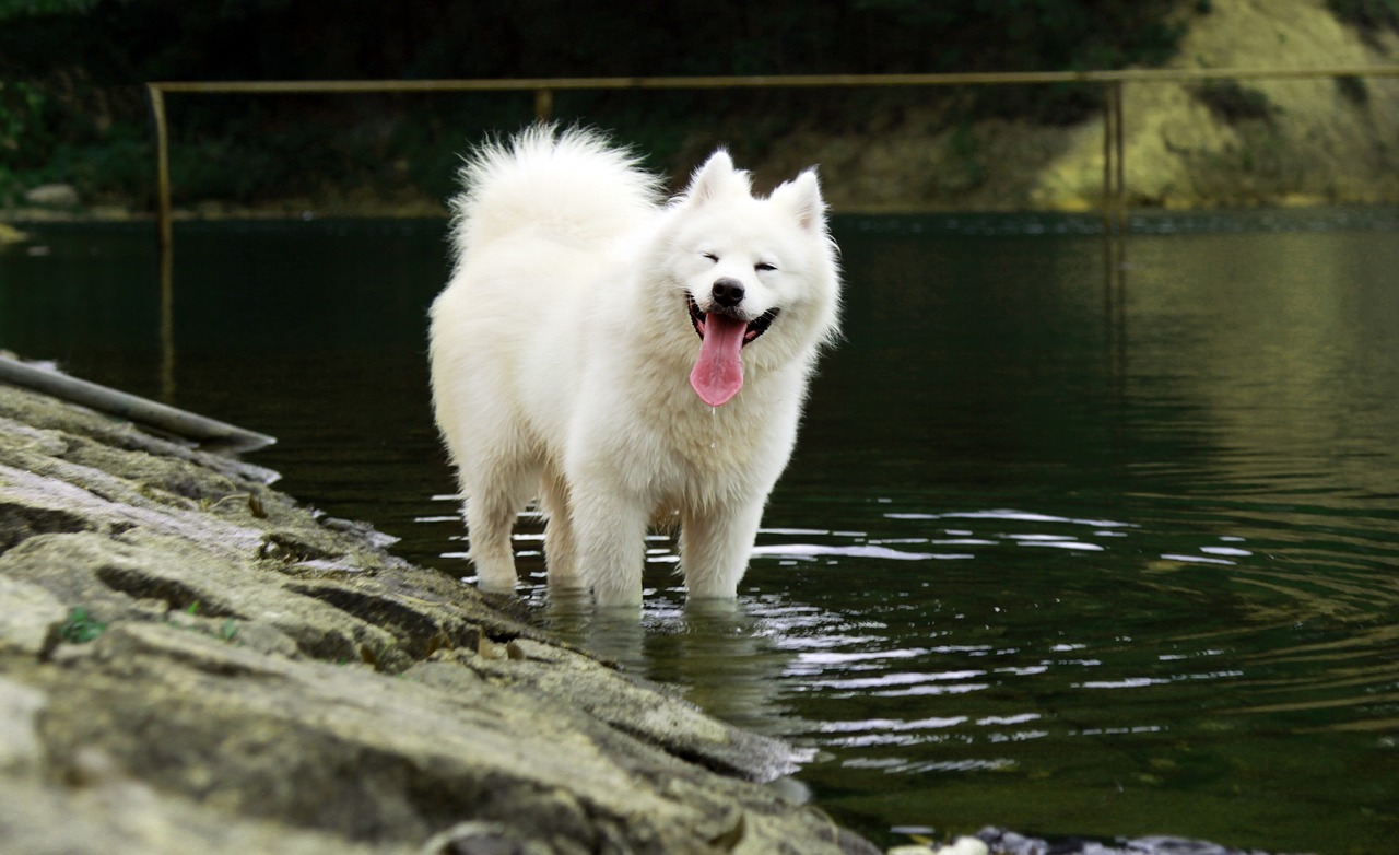 סמויד – Samoyed