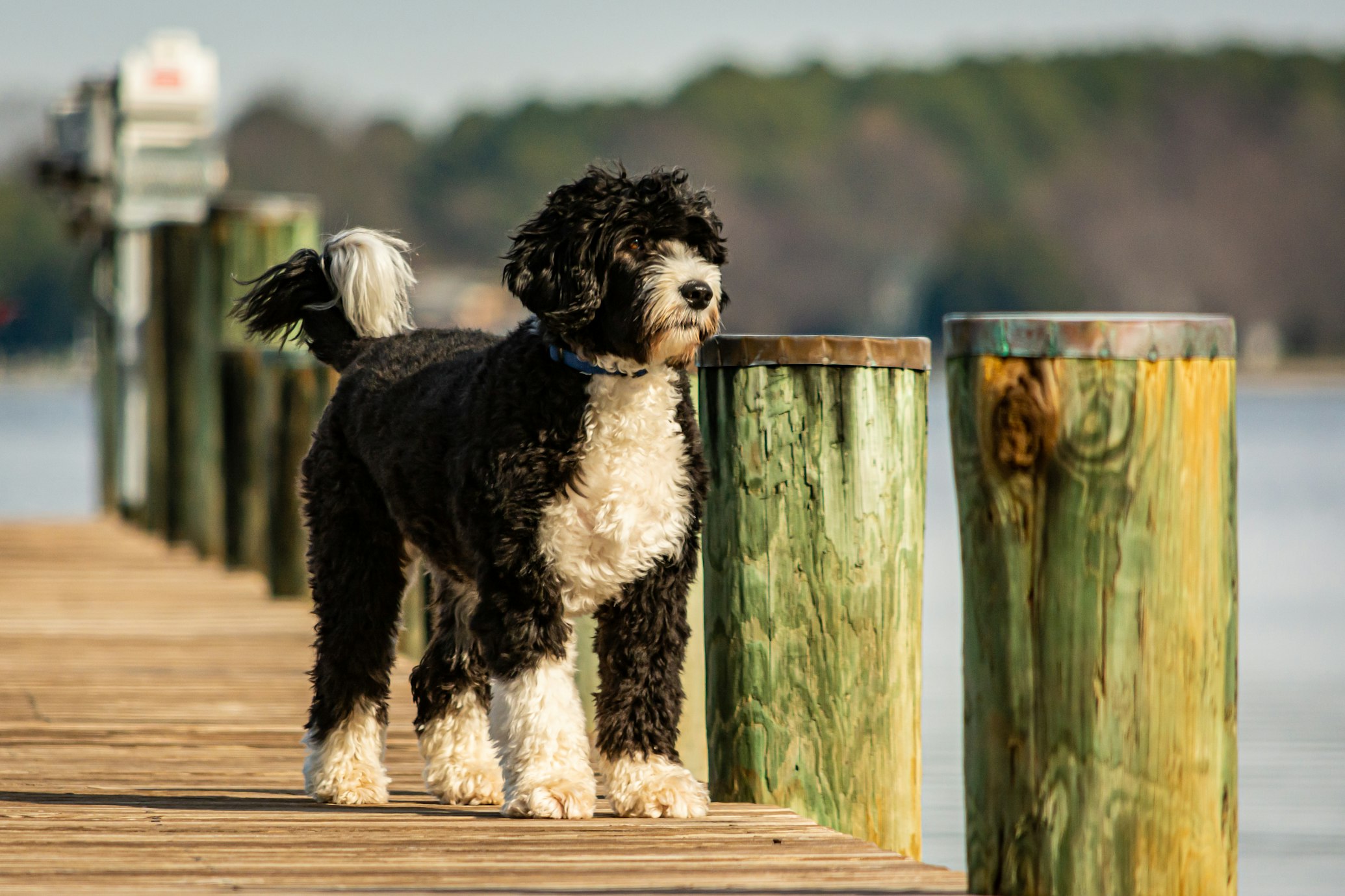 כלב מים פורטוגזי – Portuguese Water Dog