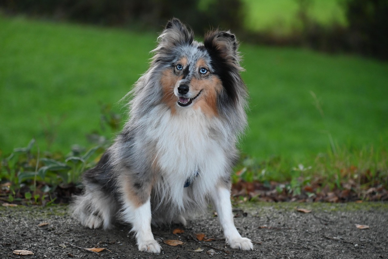 כלב רועים שטלנדי – Shetland Sheepdog