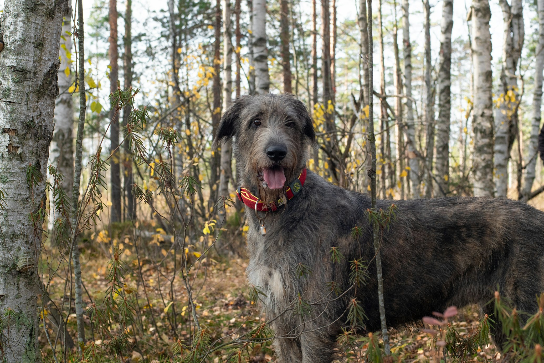 אייריש וולפהאונד – Irish Wolfhound