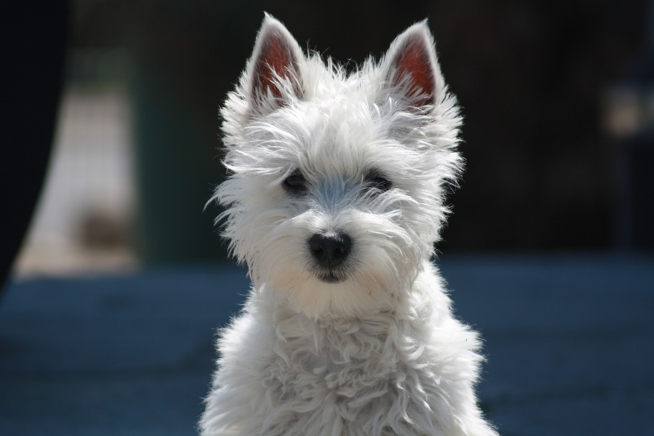וסט היילנד וייט טרייר – West Highland White Terrier