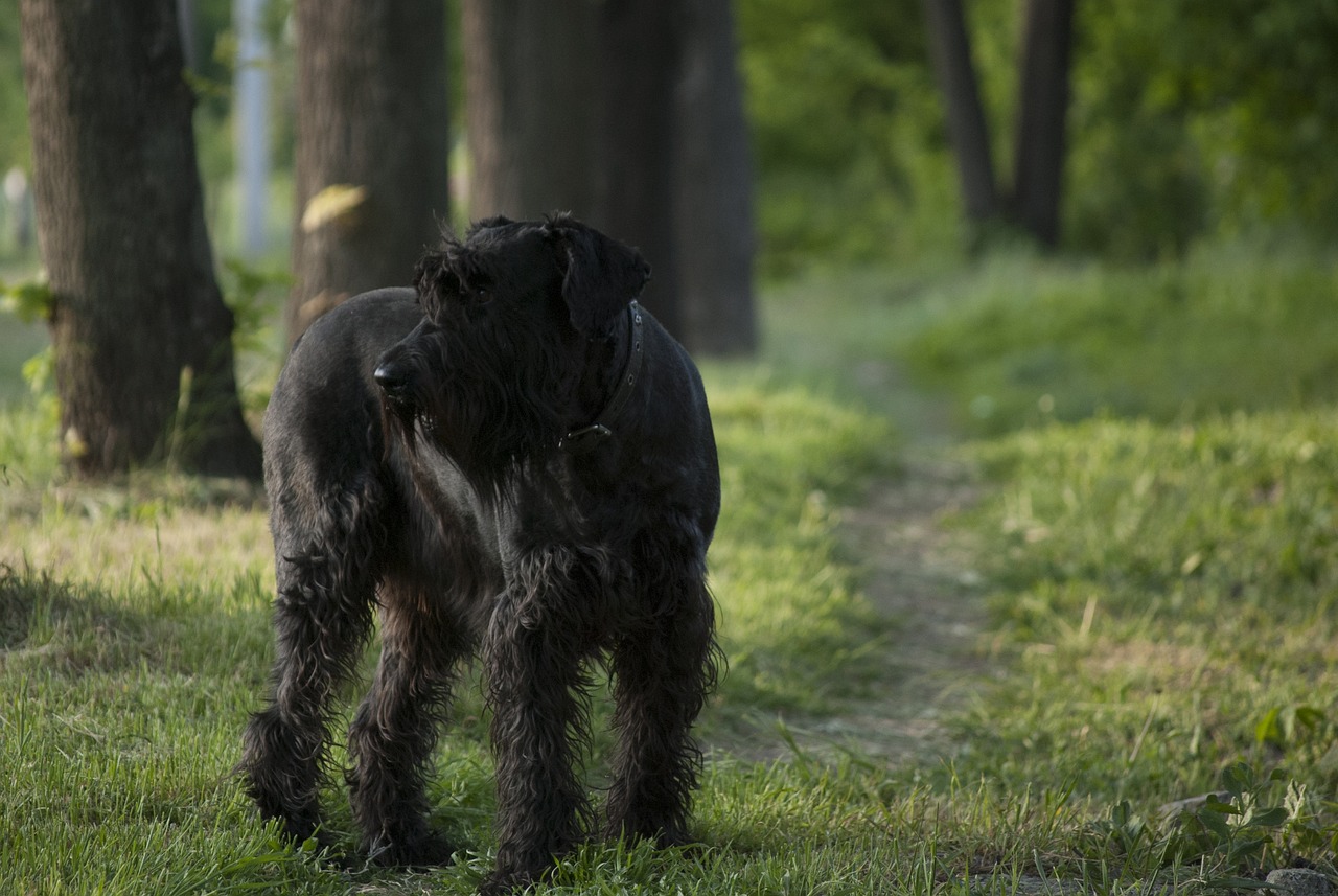 שנאוצר ענק – Giant Schnauzer