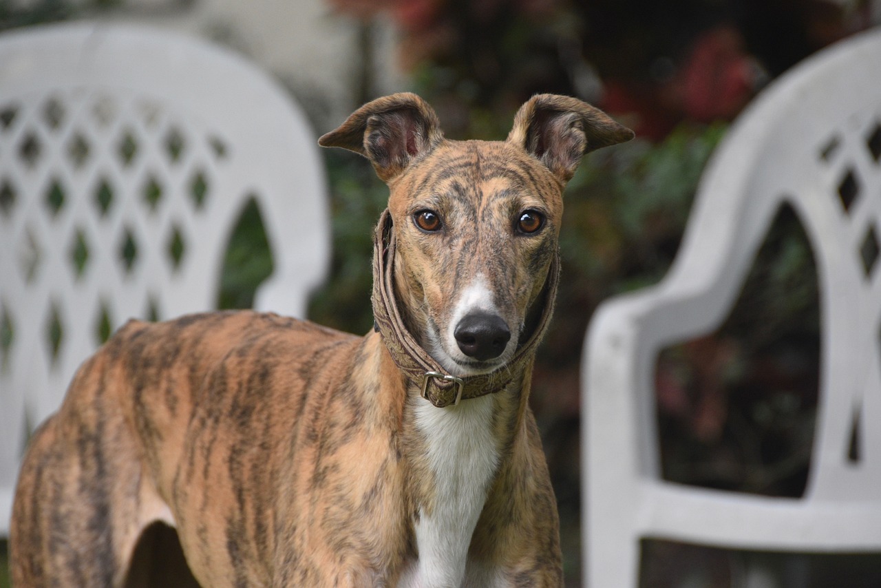 גרייהאונד – Greyhound